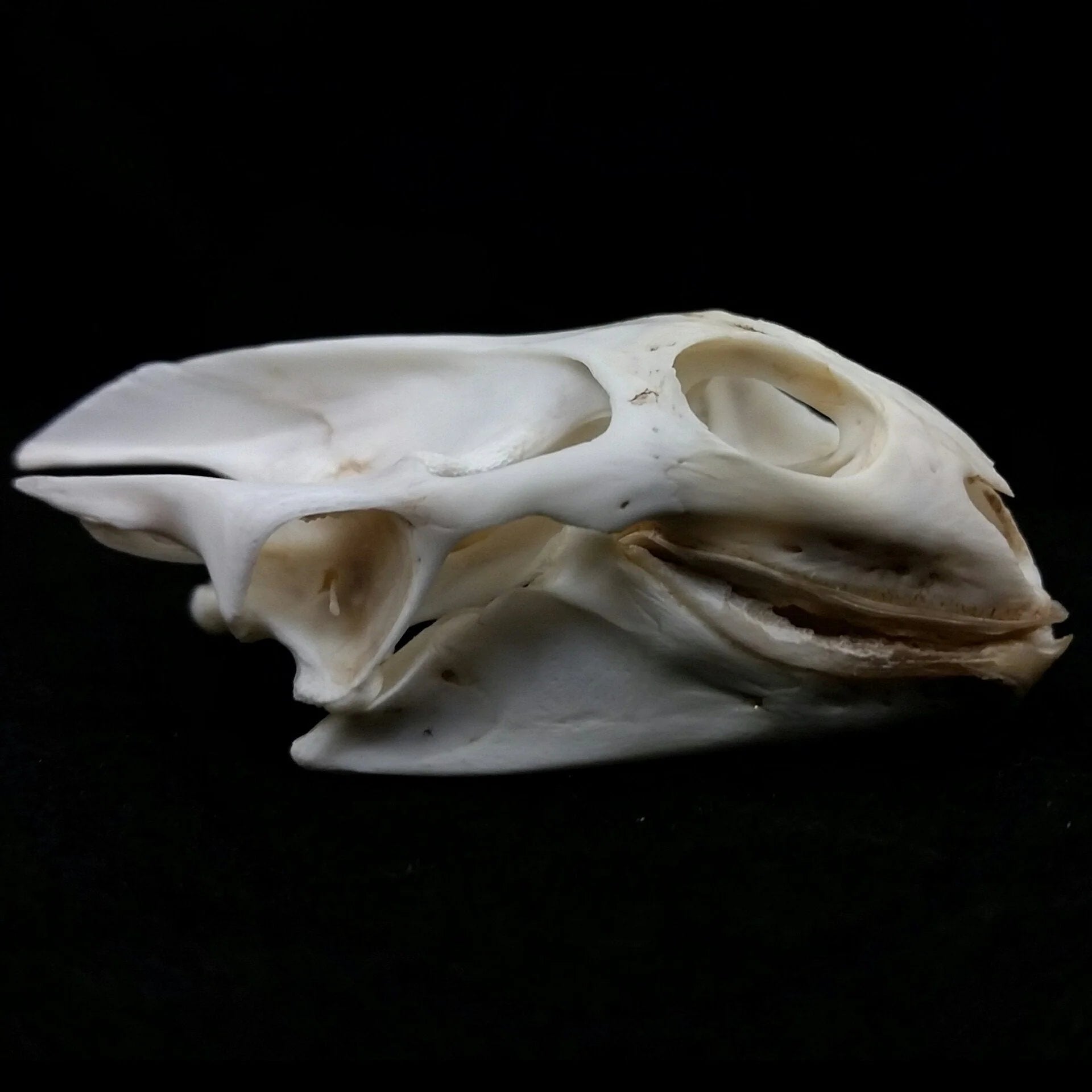 Softshell Turtle Skull