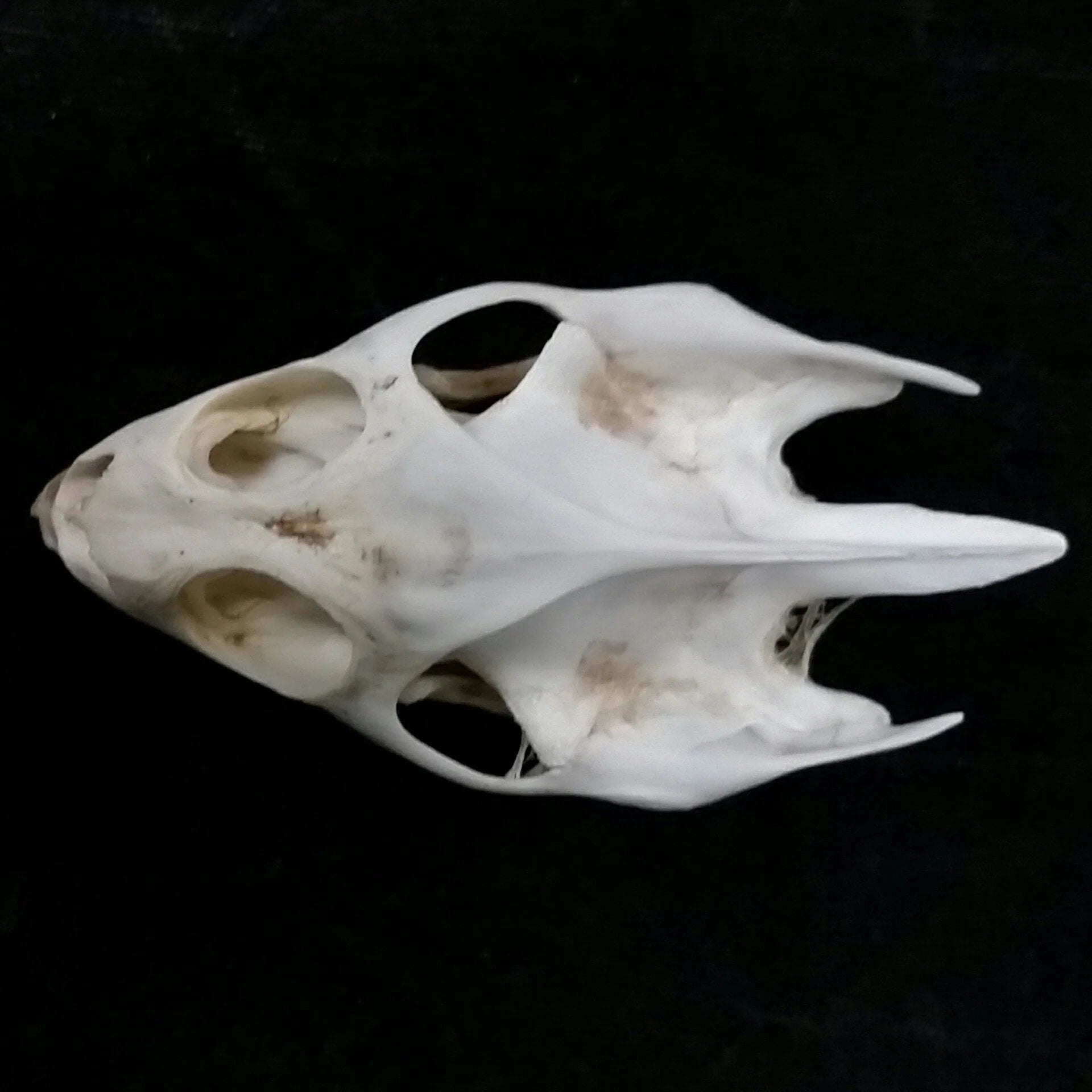 Softshell Turtle Skull