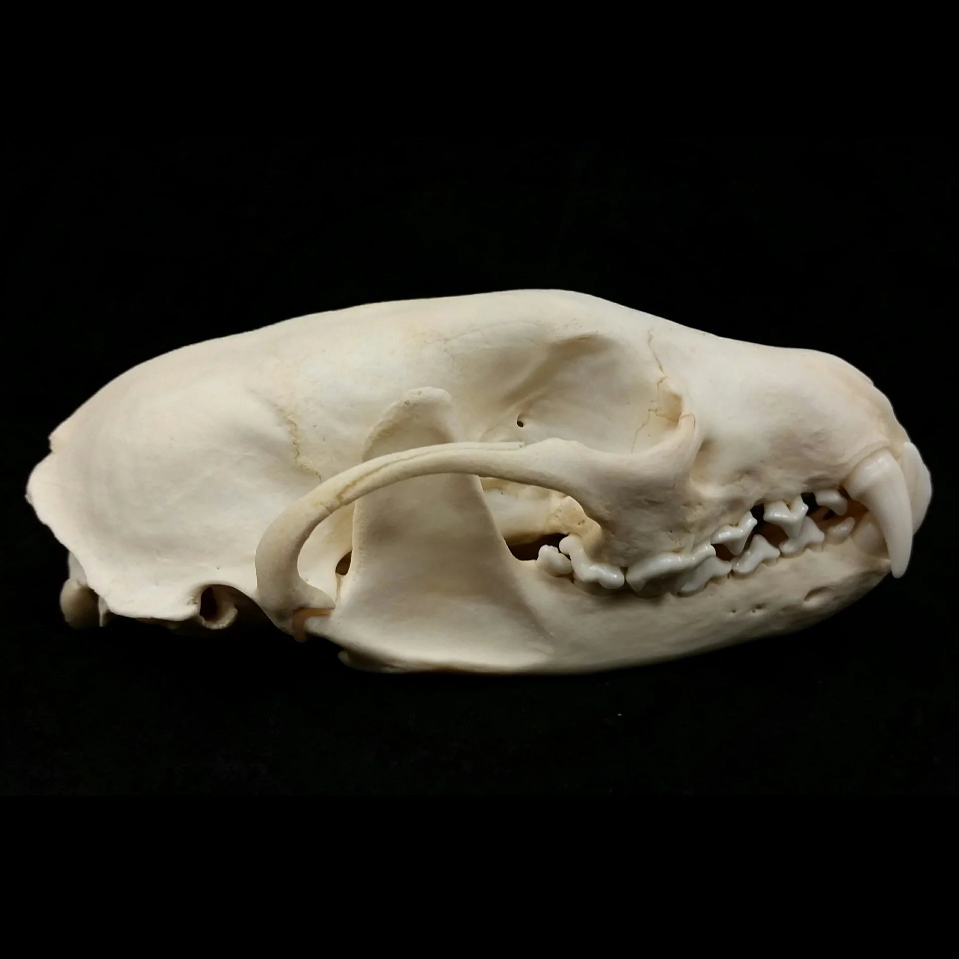 Fisher Skull