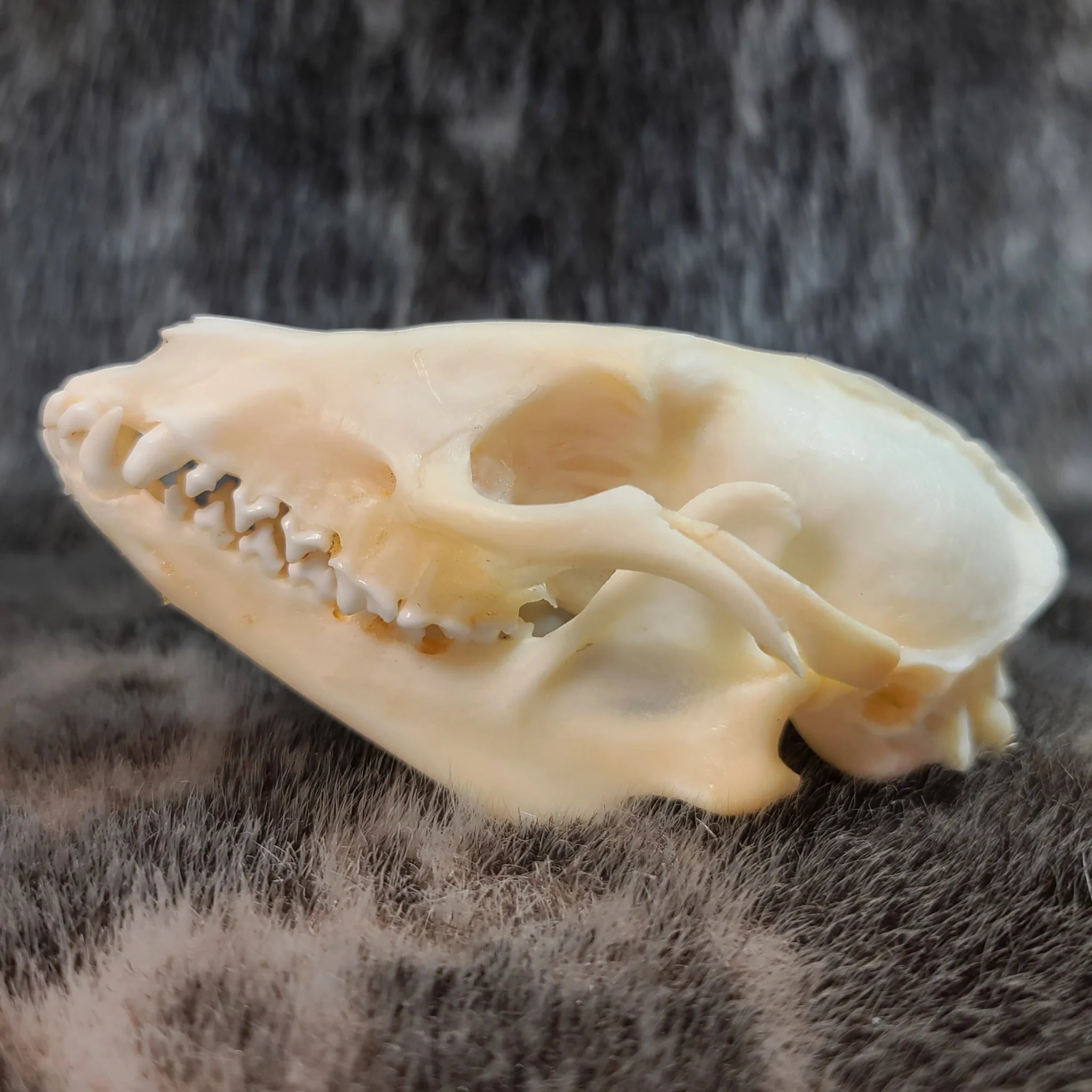 Tanuki Skull