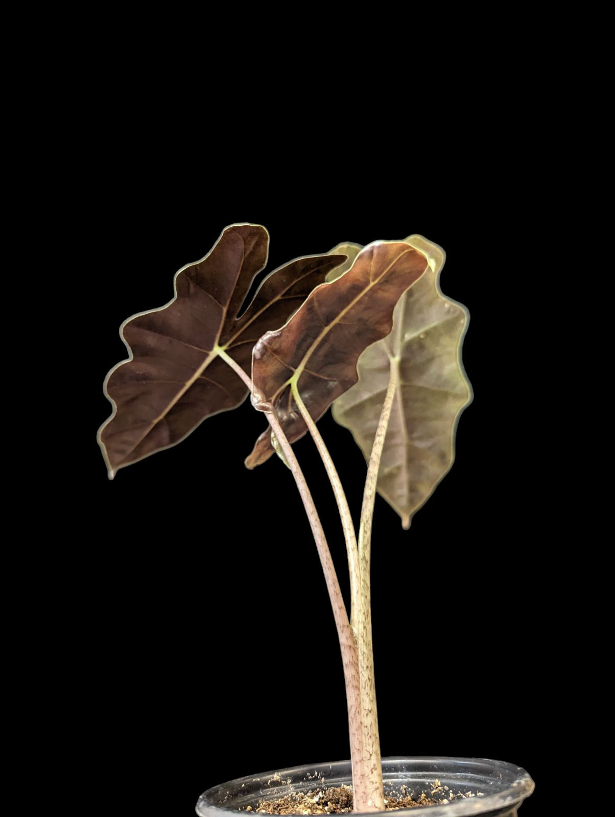 Alocasia pseudosanderiana