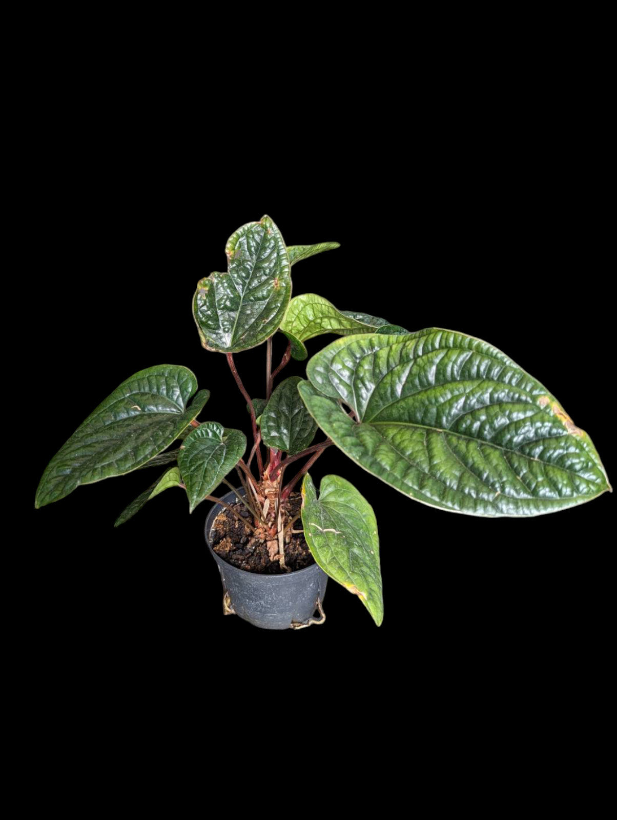 Anthurium Luxurians