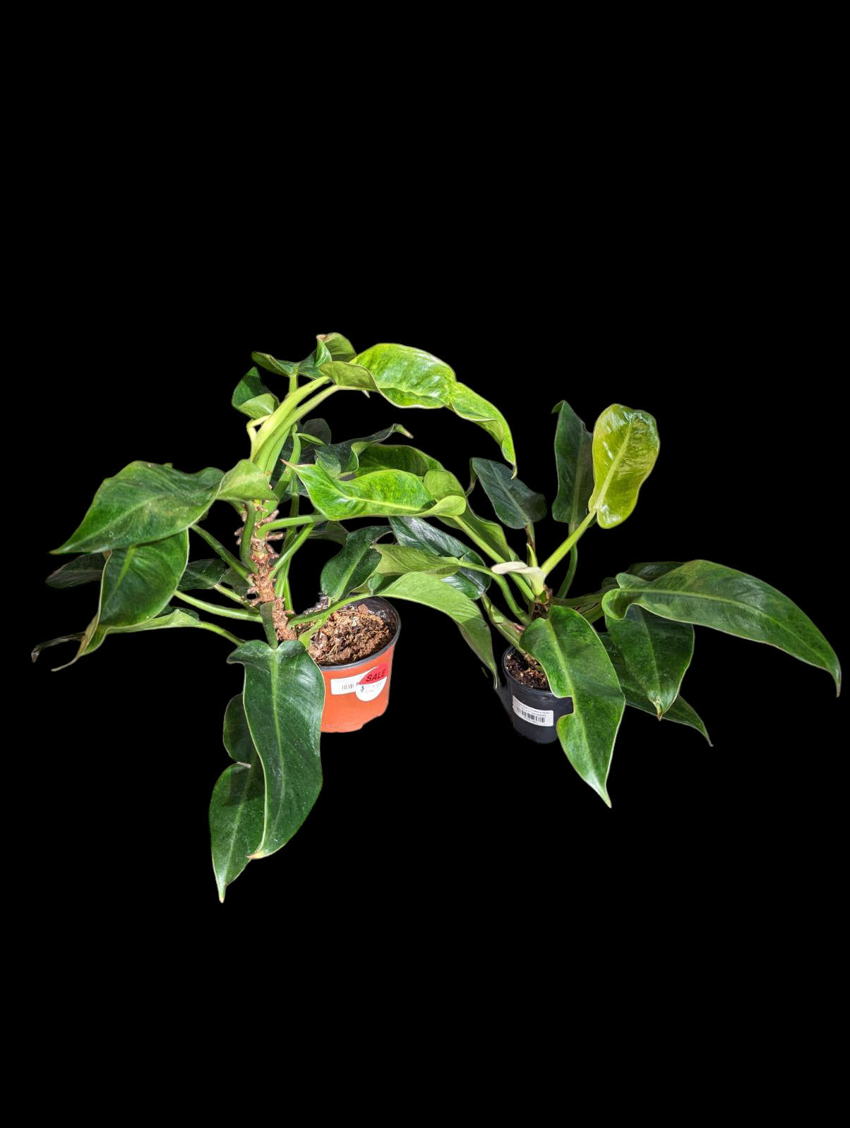 Philodendron 'Calkins Gold'