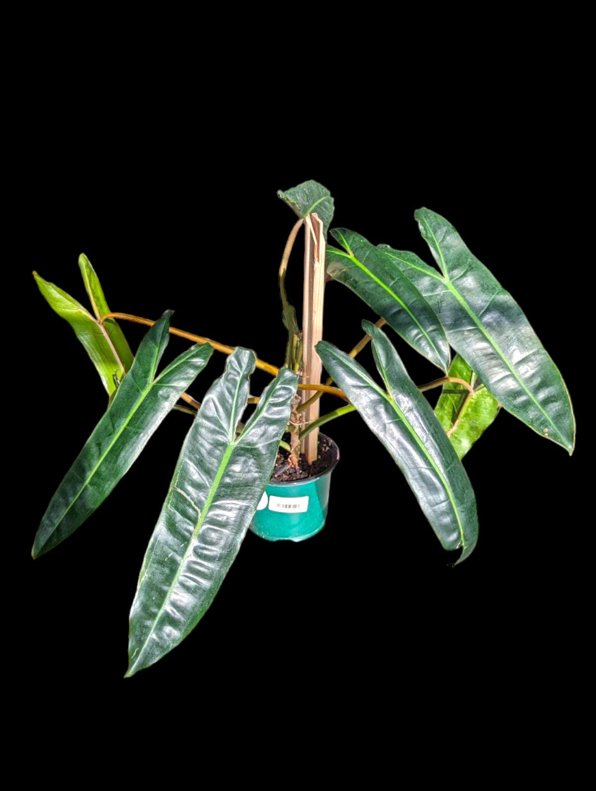 Philodendron billitae
