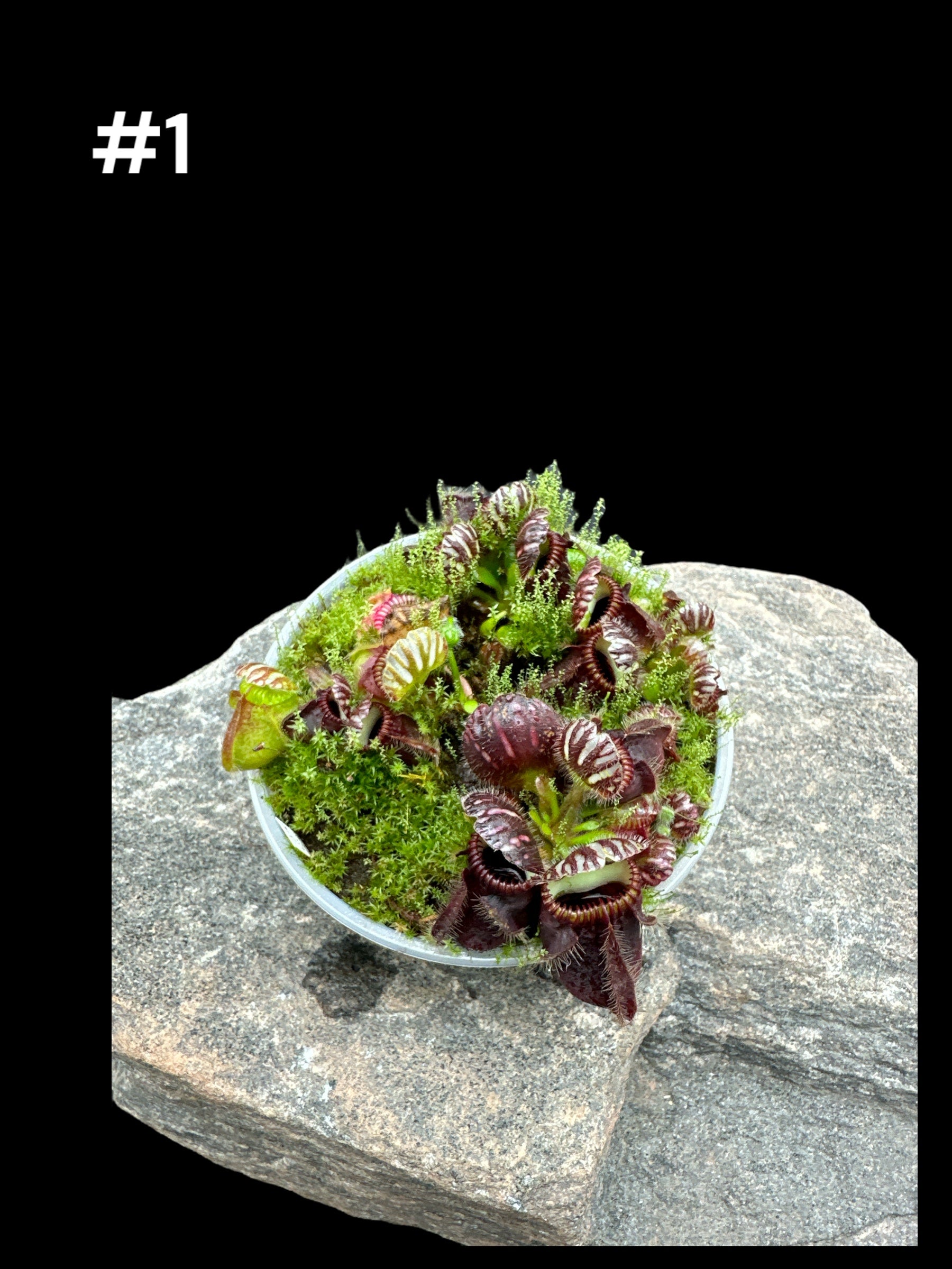 Cephalotus 'German Giant'