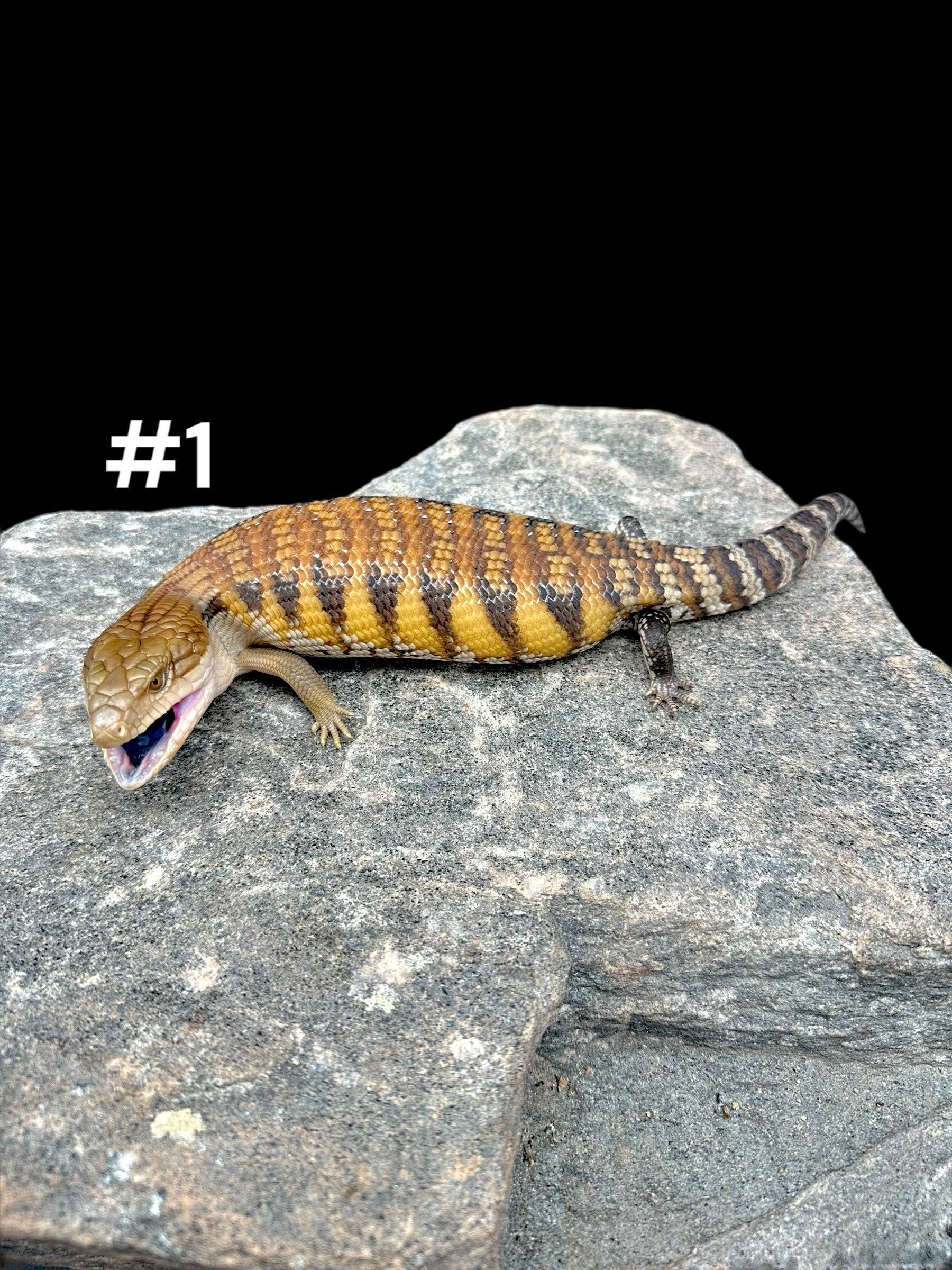 Northern Blue Tongue Skink