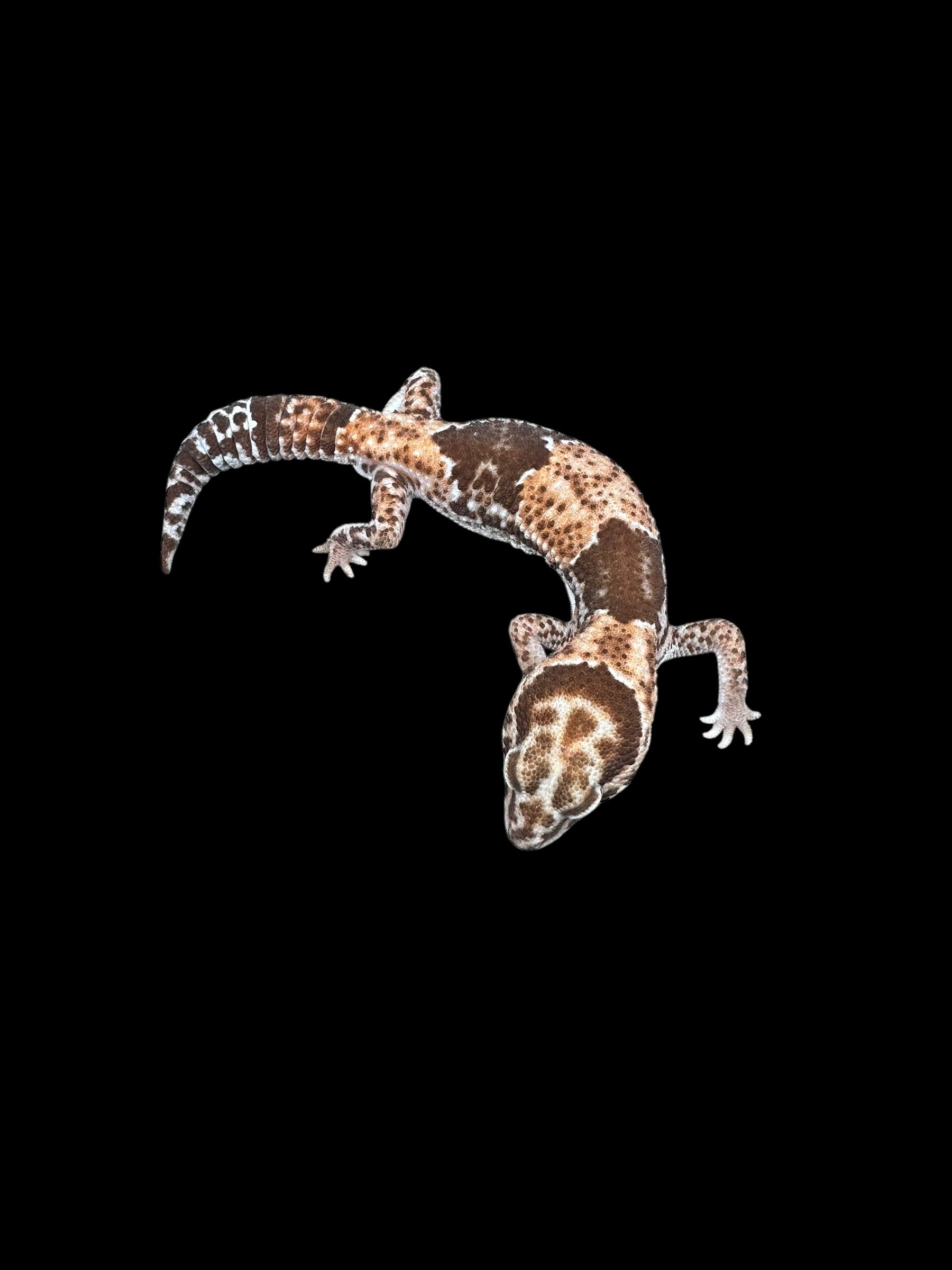 African Fat Tailed Gecko (Het Caramel Oreo Patternless)