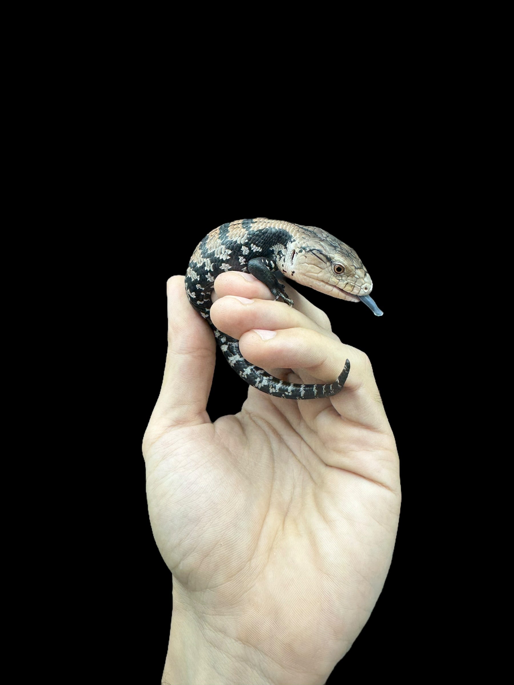 Indonesian Blue Tongue Skink "Halmahera"