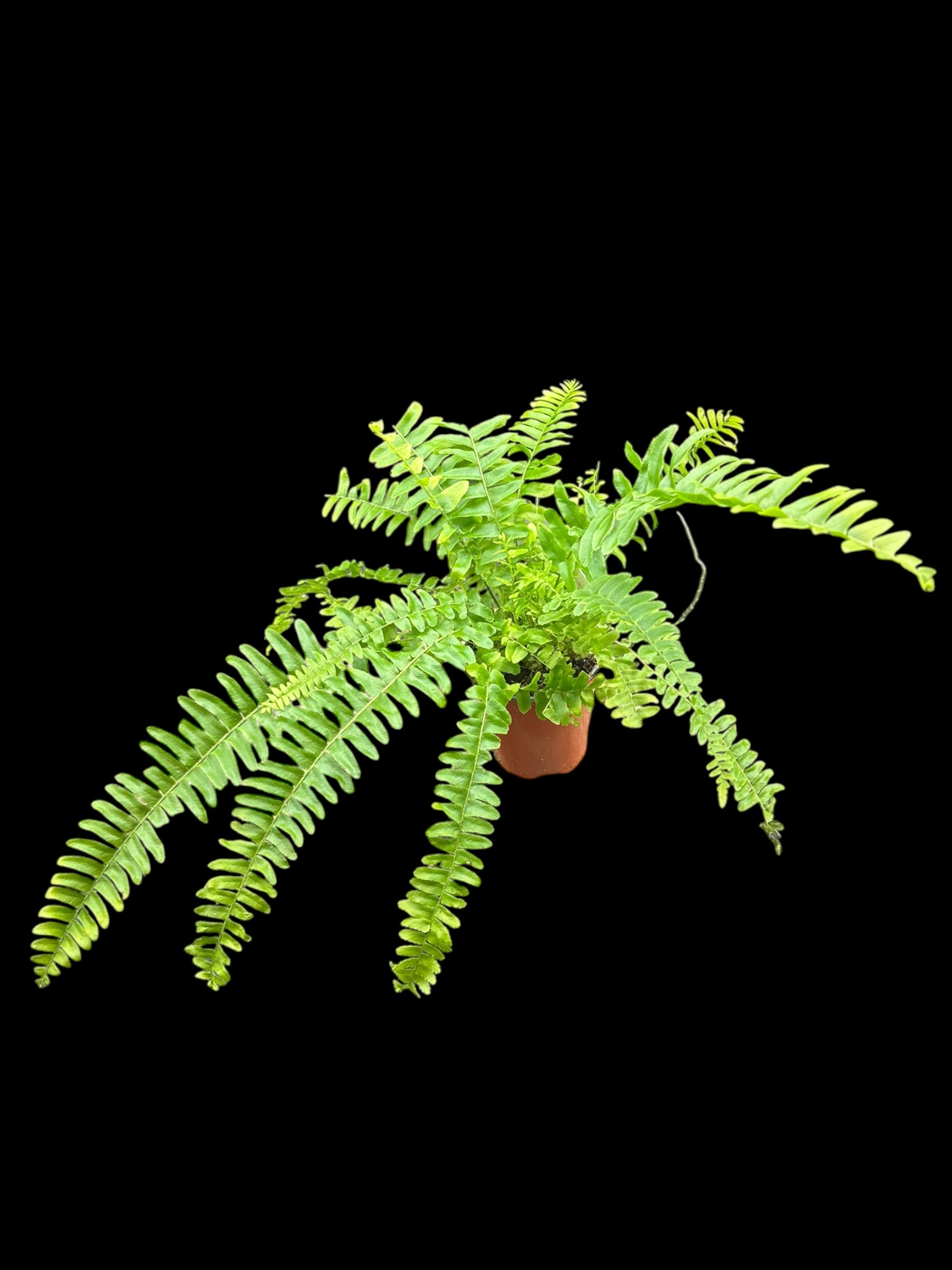 Boston Fern