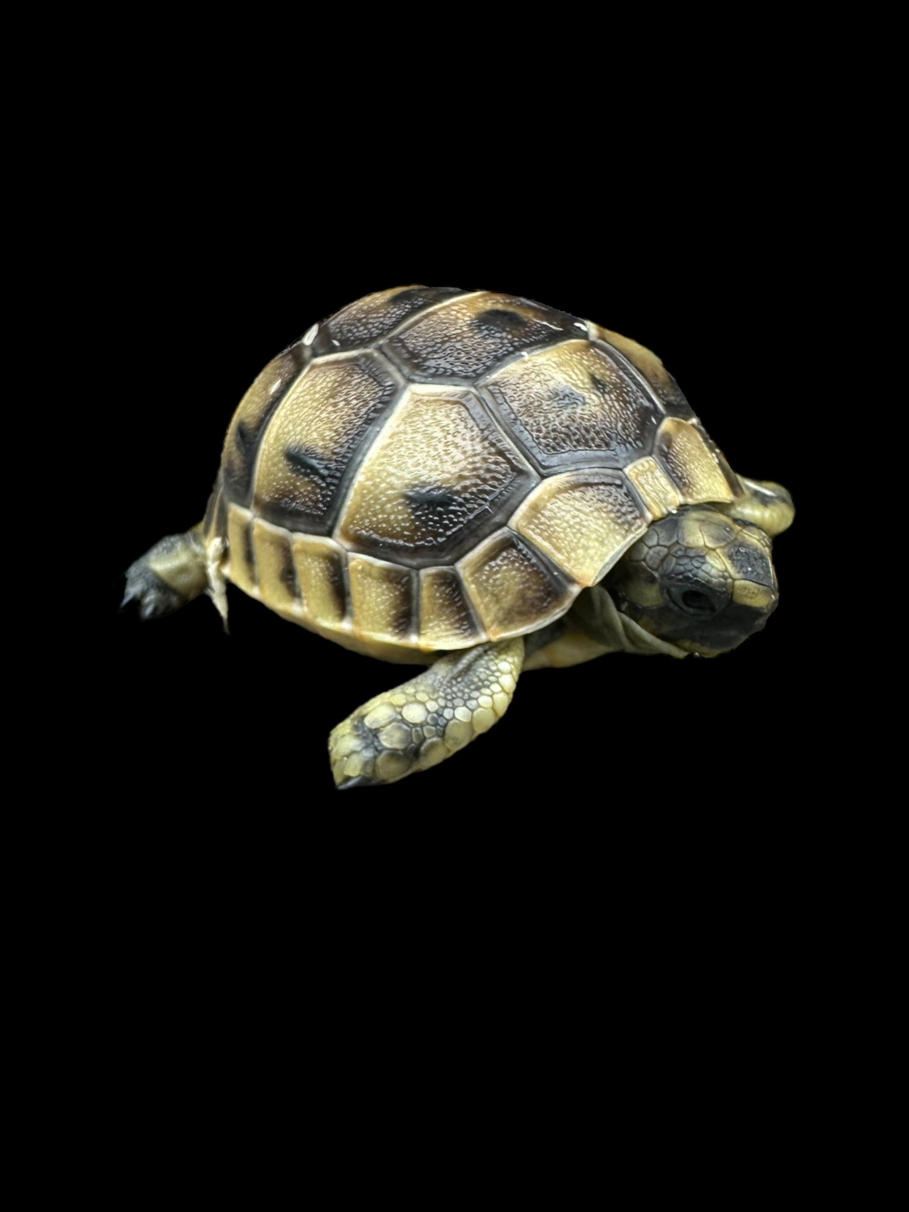 Greek Tortoise