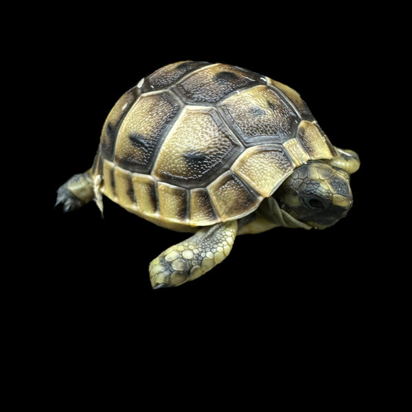 Greek Tortoise (Testudo graeca)