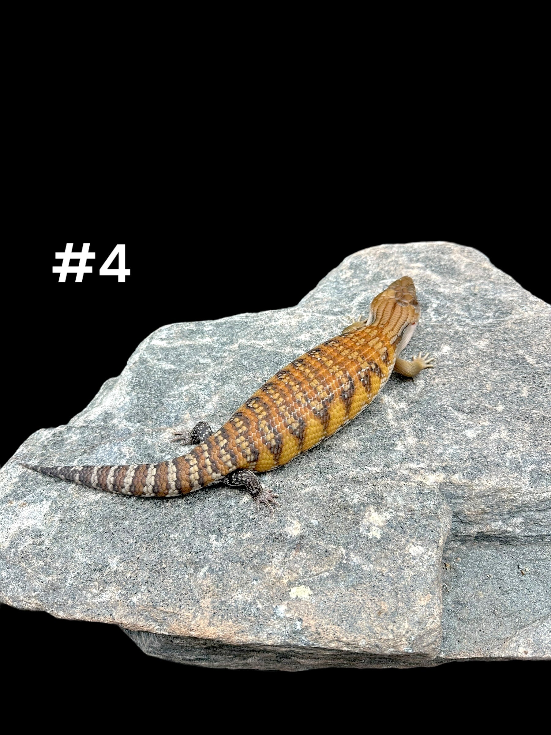 Northern Blue Tongue Skink