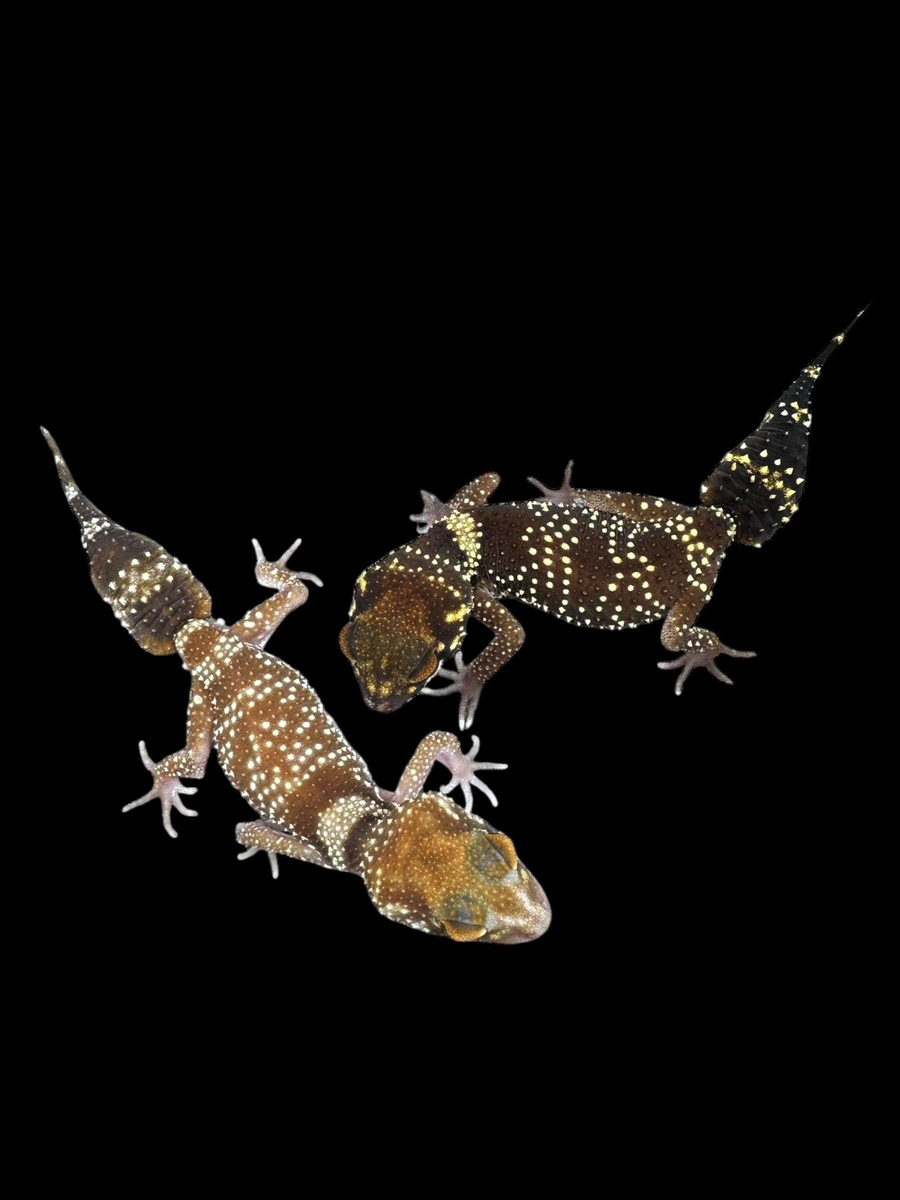 Barking Gecko