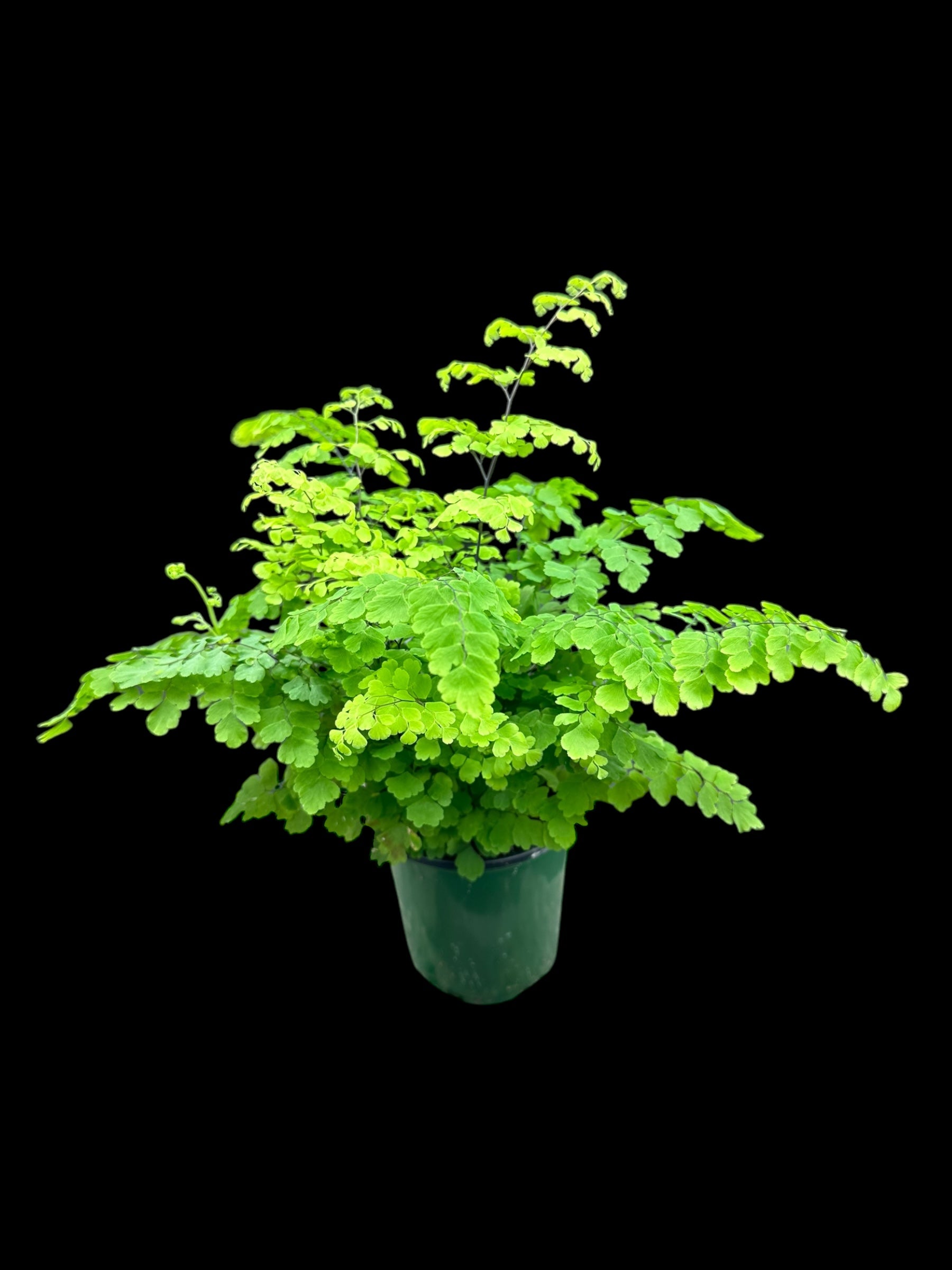 Maidenhair Fern