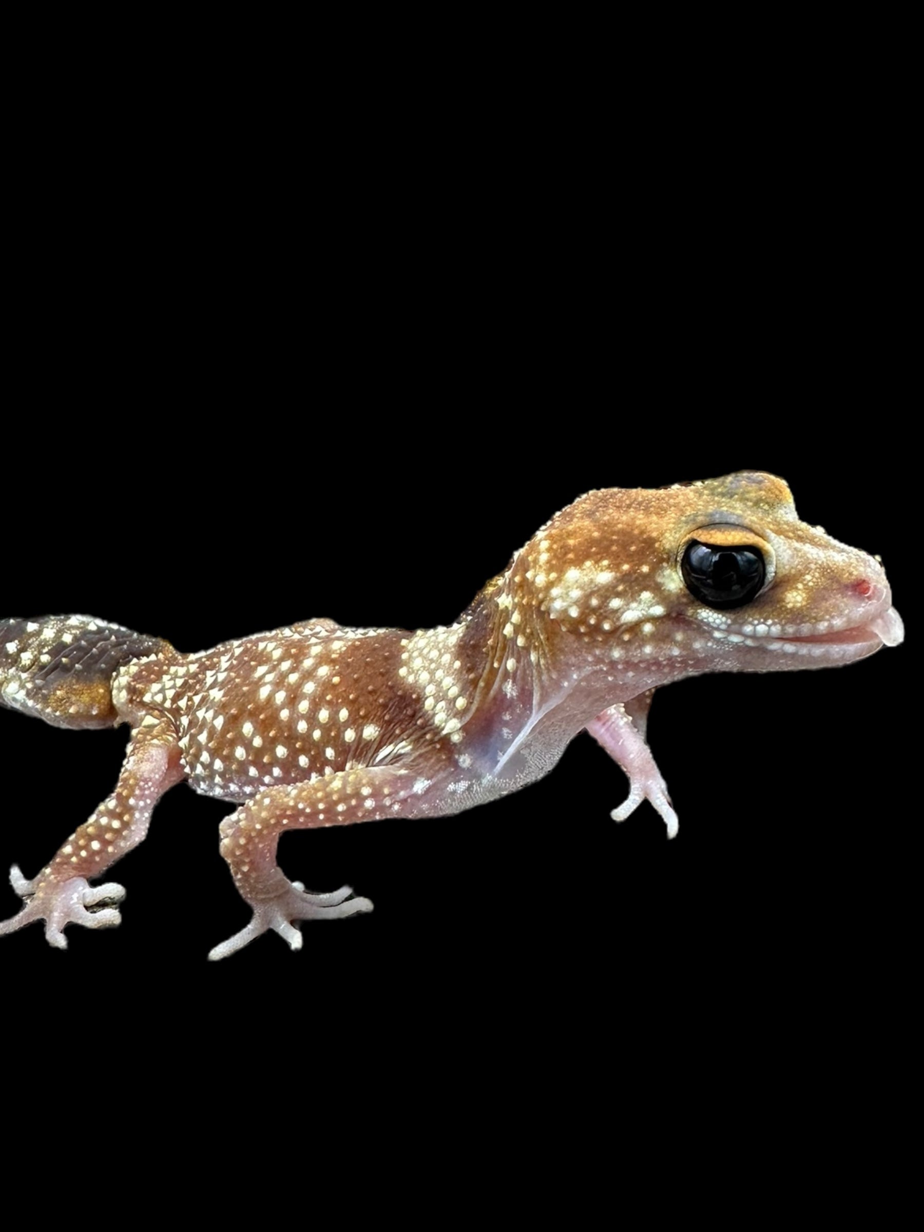 Barking Gecko