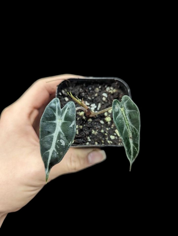 Alocasia bambino low variegation/ reverted