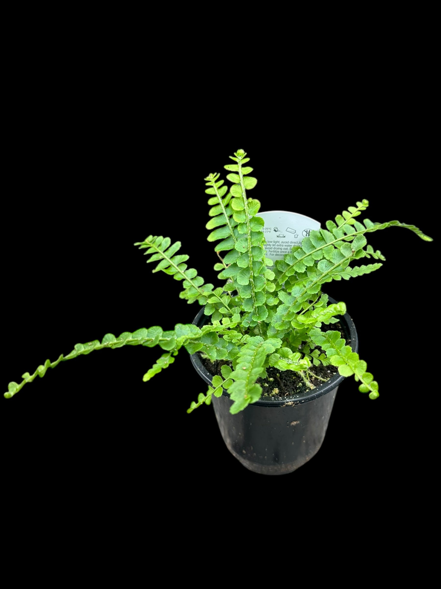 Lemon Button fern