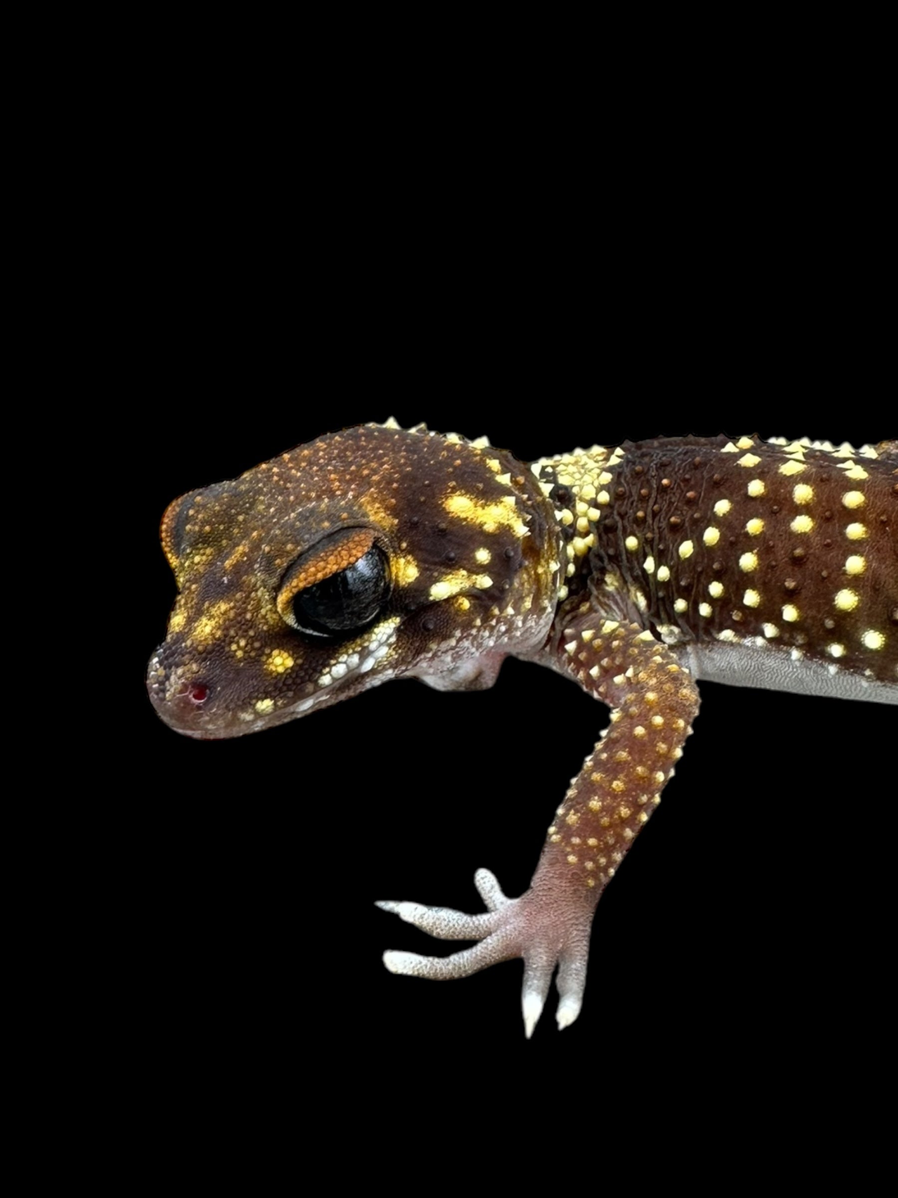 Barking Gecko