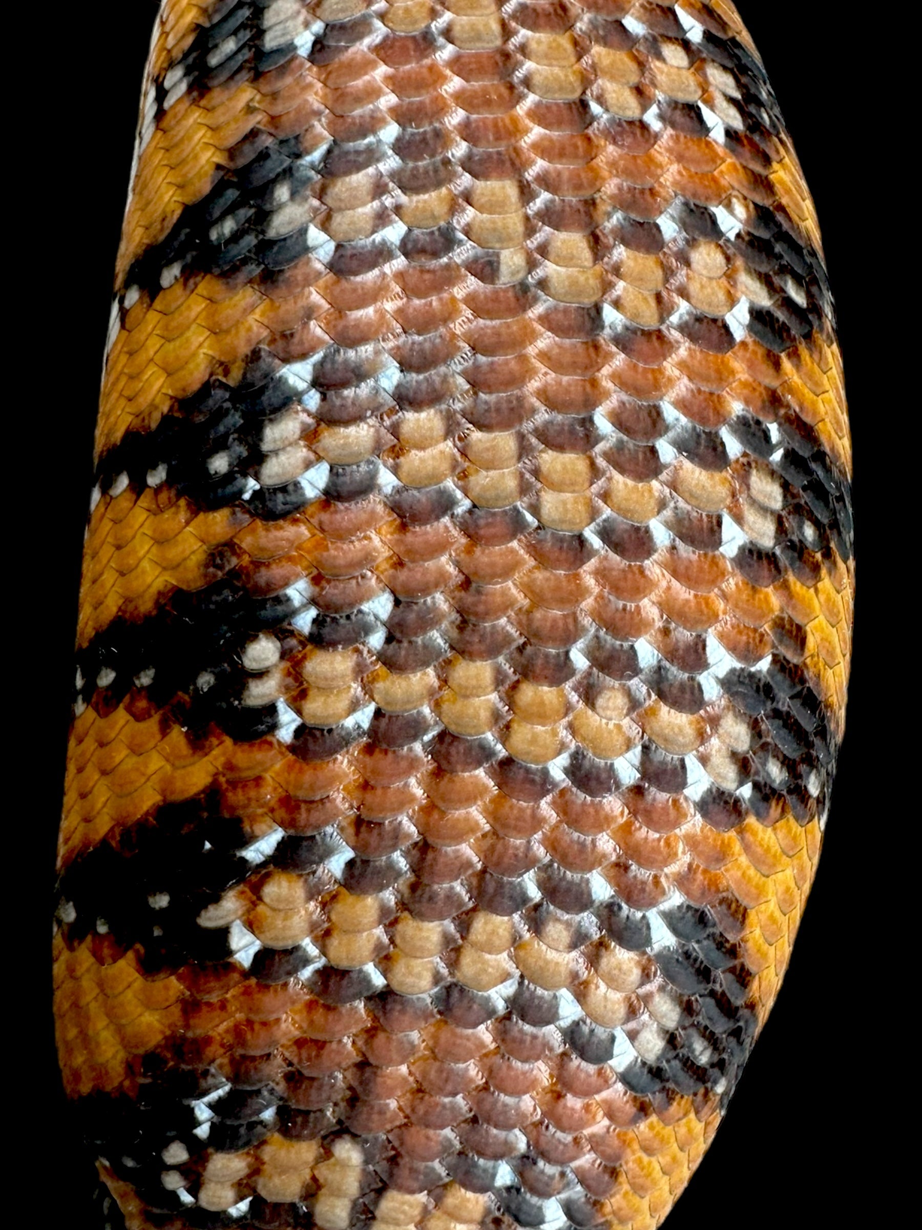 Northern Blue Tongue Skink