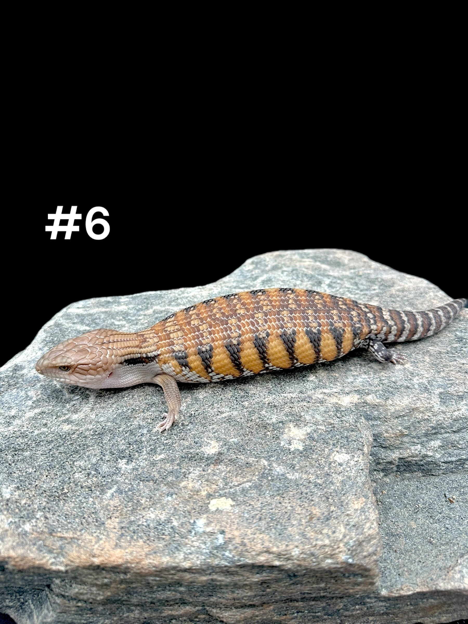 Northern Blue Tongue Skink