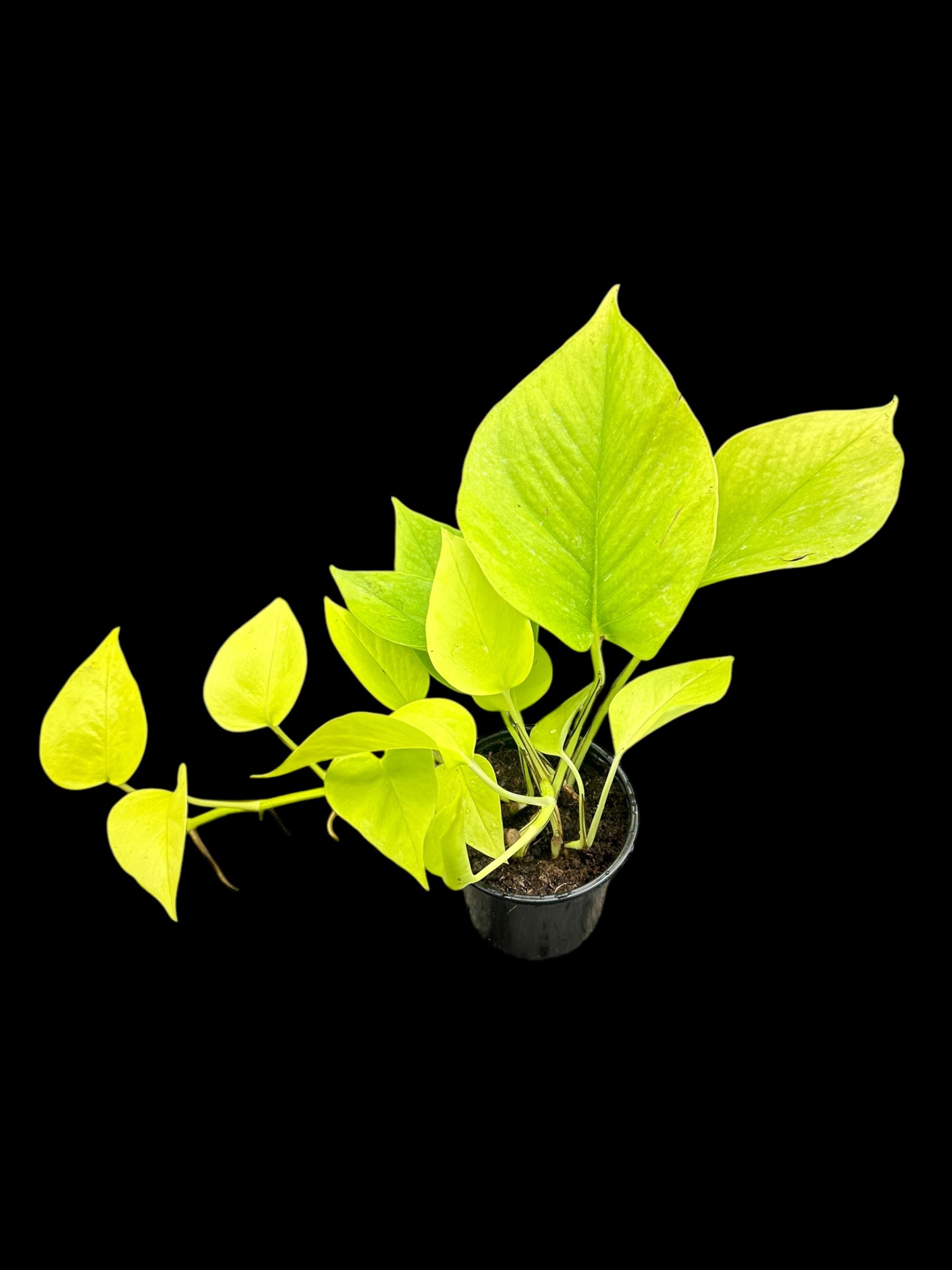 Neon Pothos