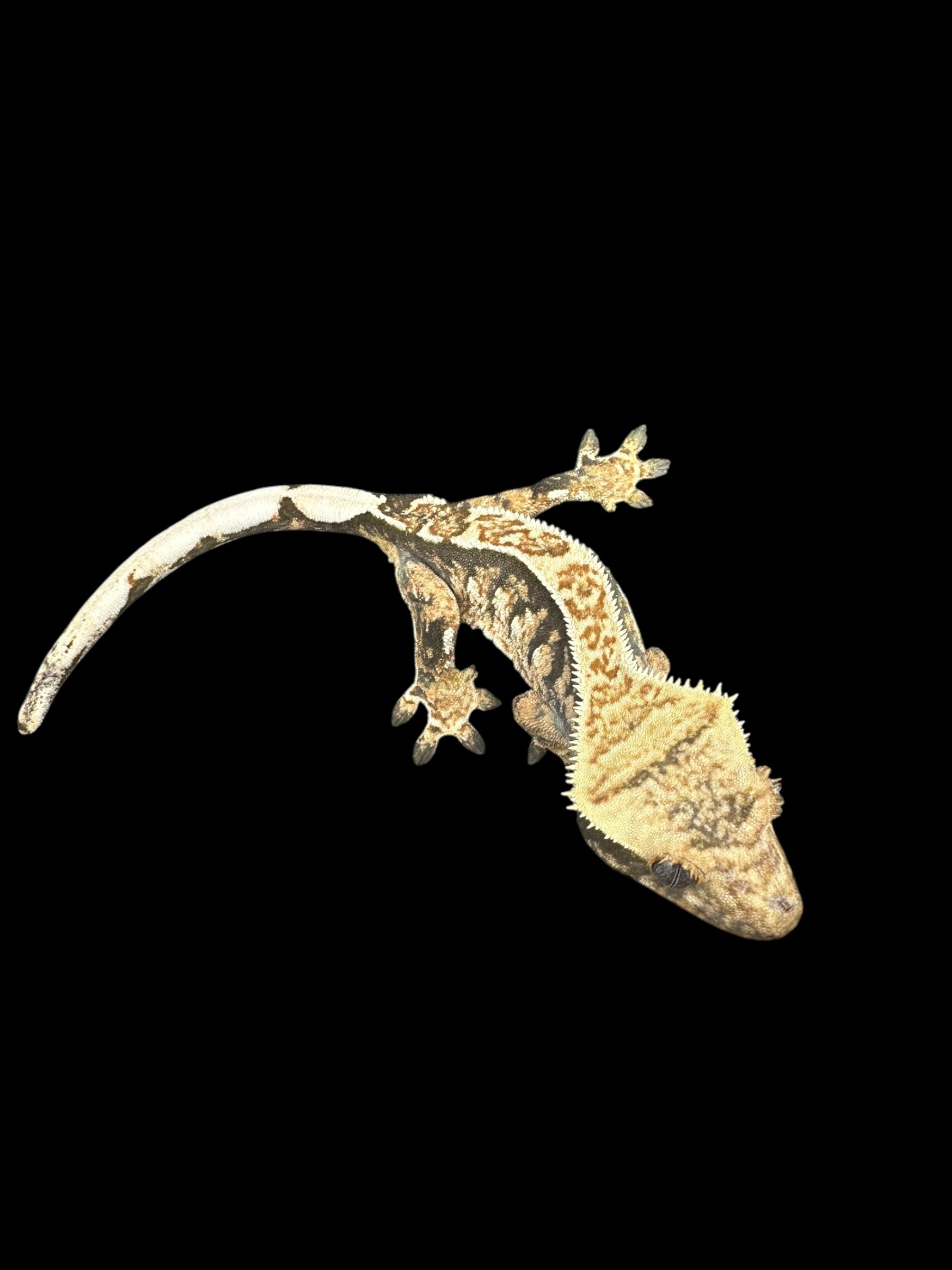 Crested Geckos (Assorted Select Quality)