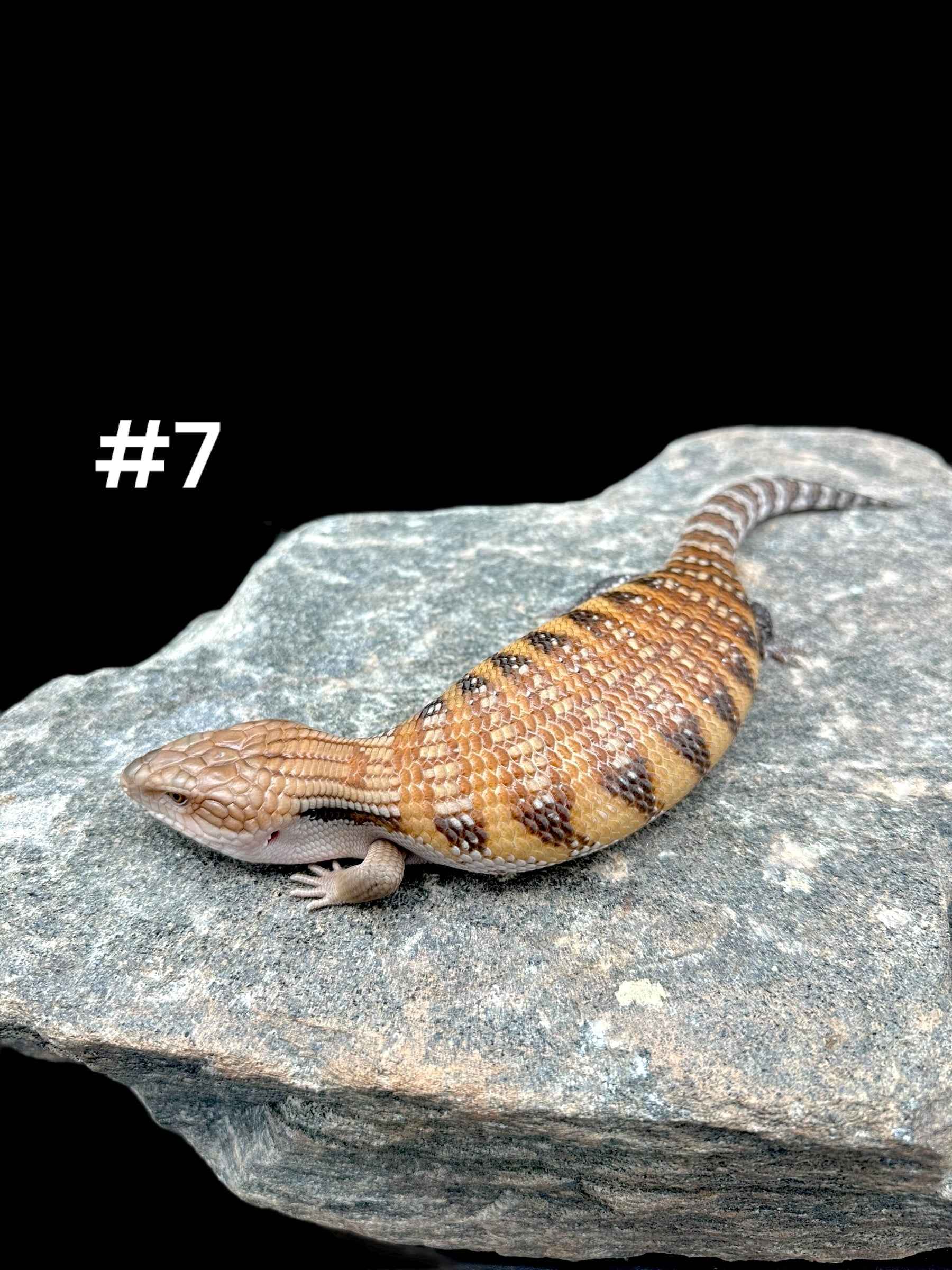 Northern Blue Tongue Skink