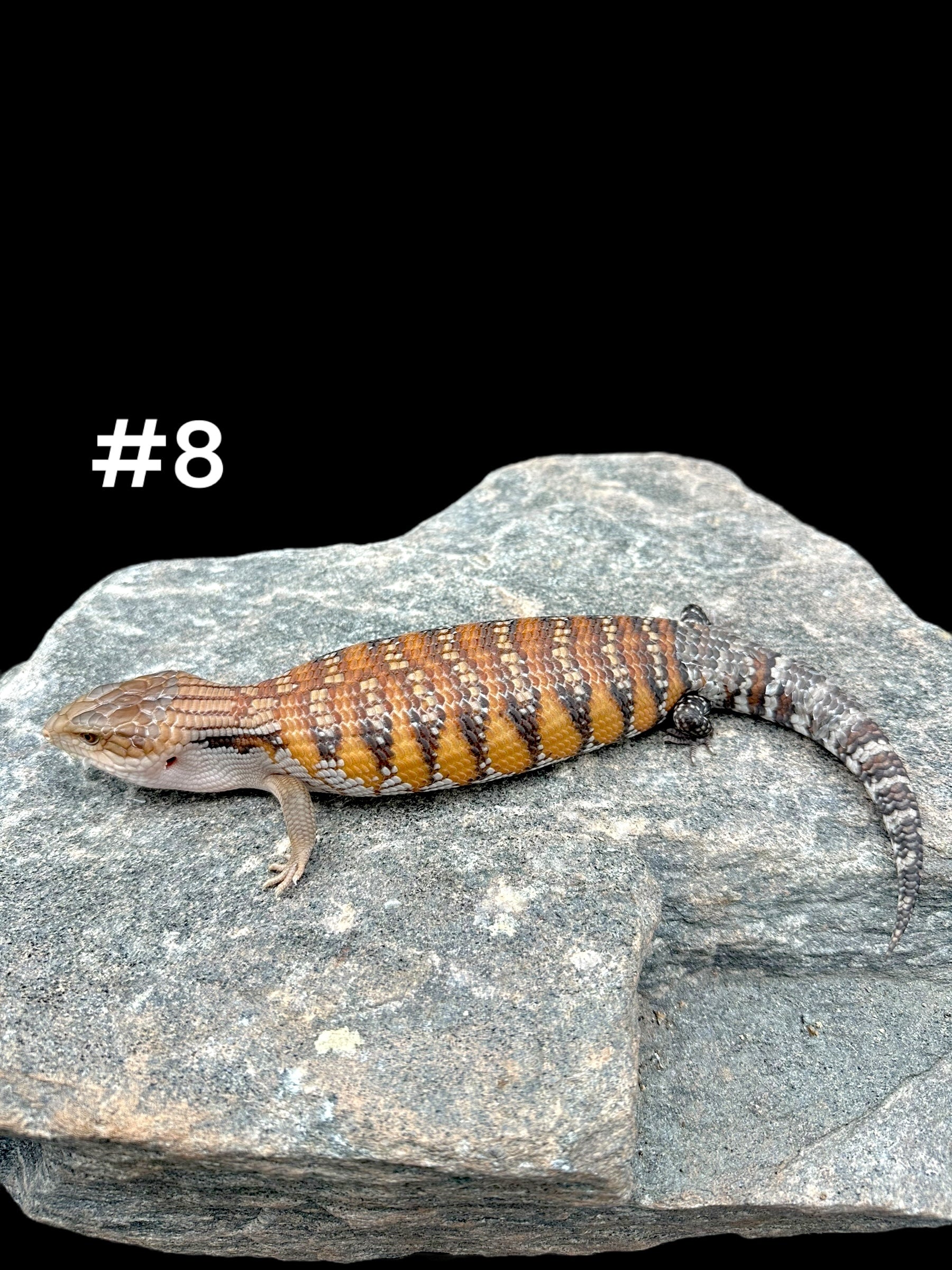 Northern Blue Tongue Skink