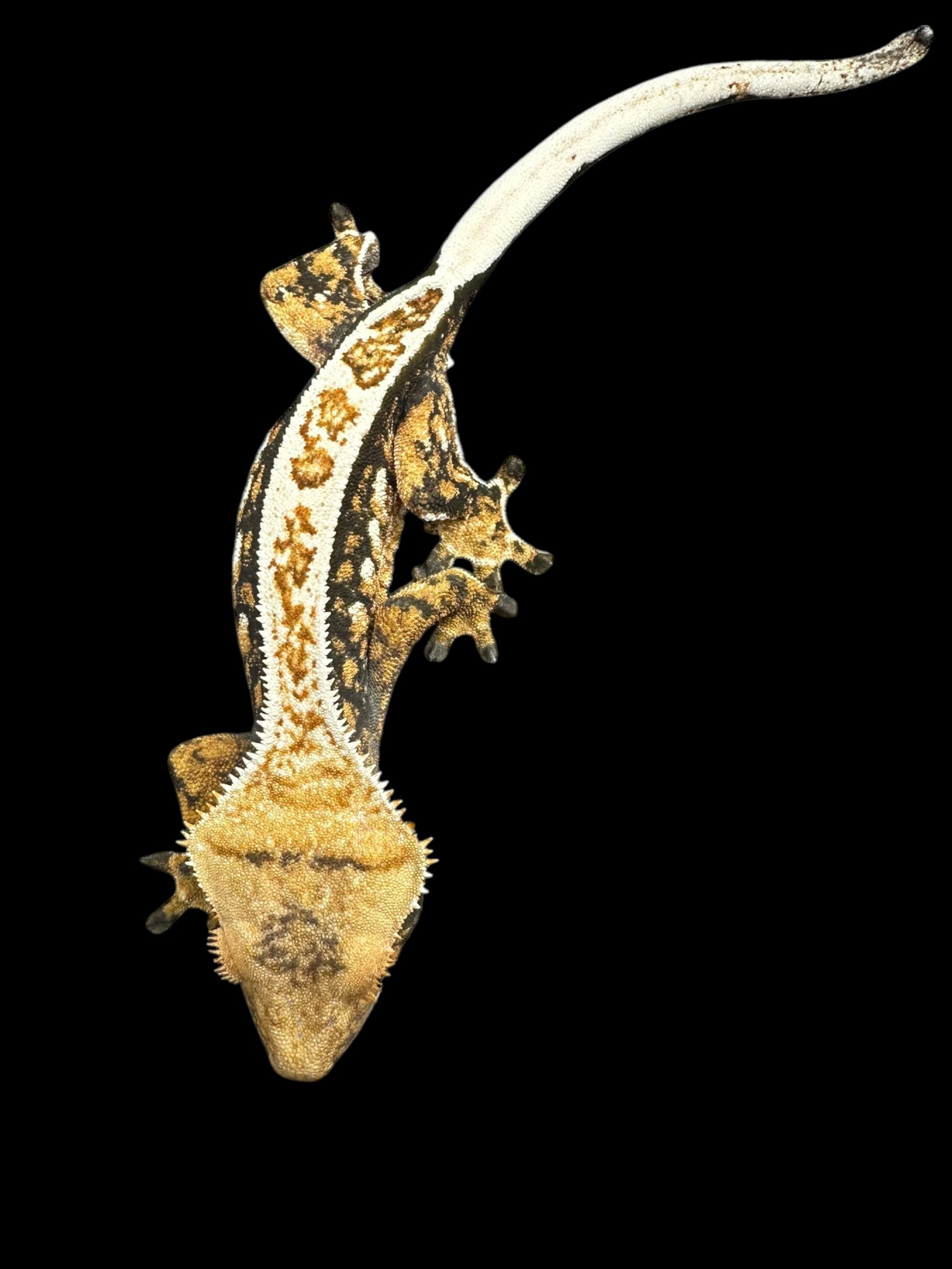 Crested Geckos (Assorted Select Quality)