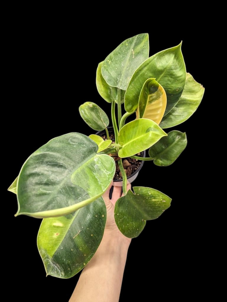 Philodendron Green Congo Variegated