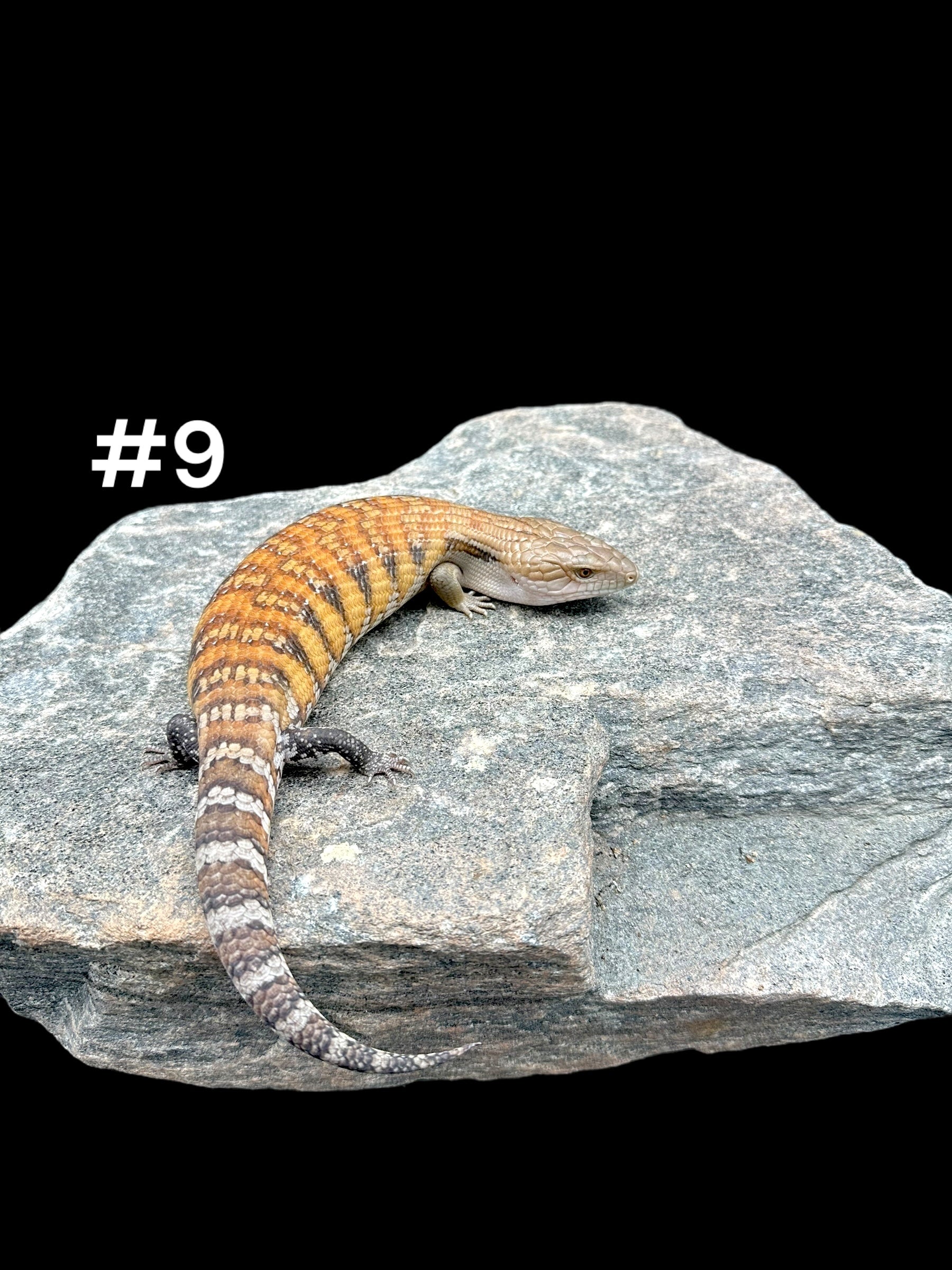 Northern Blue Tongue Skink