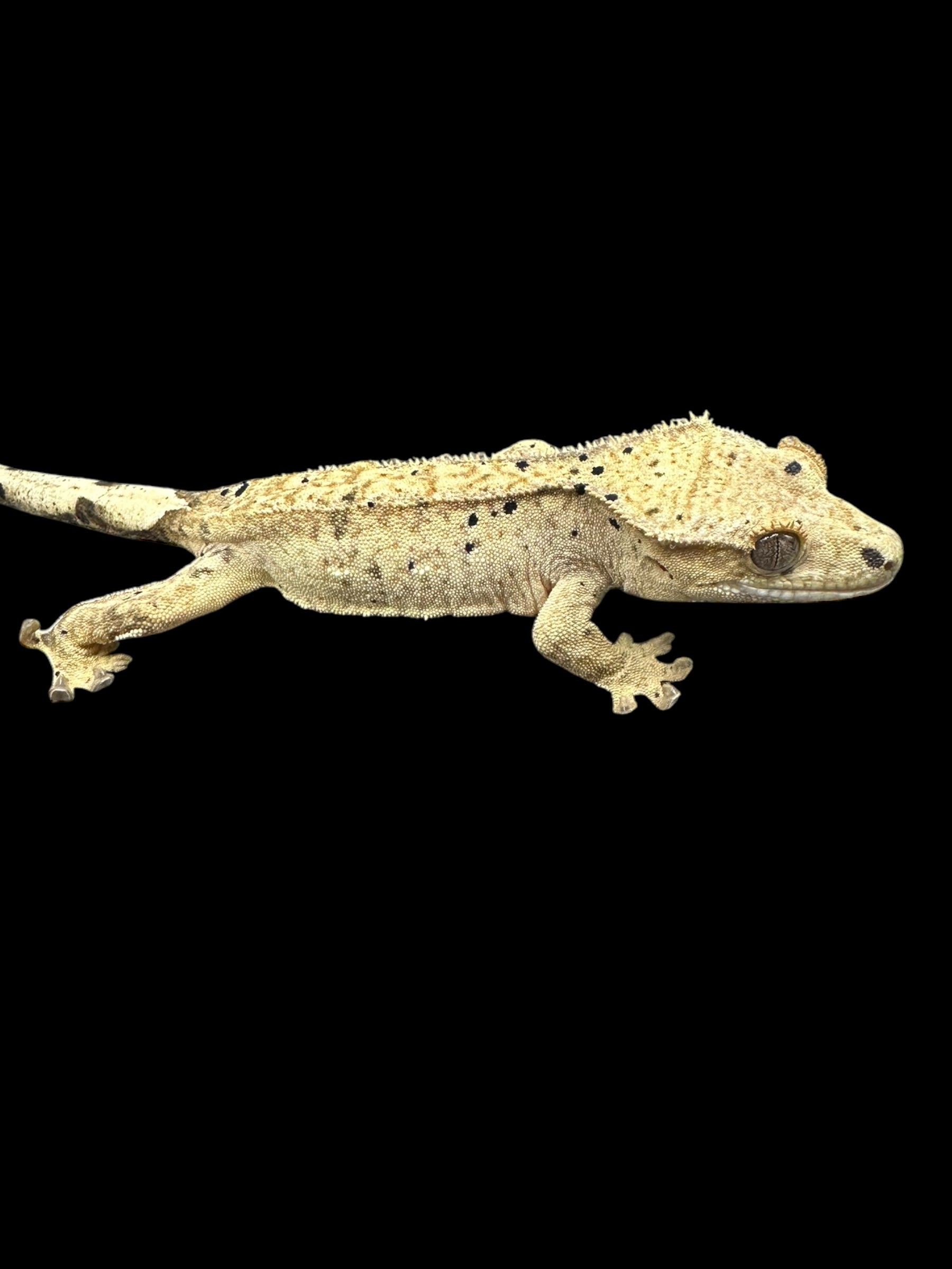 Crested Geckos (Assorted Select Quality)