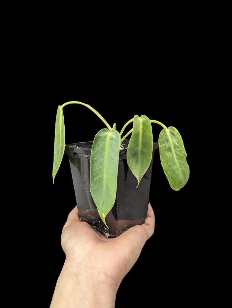 Philodendron Spiritus Sancti