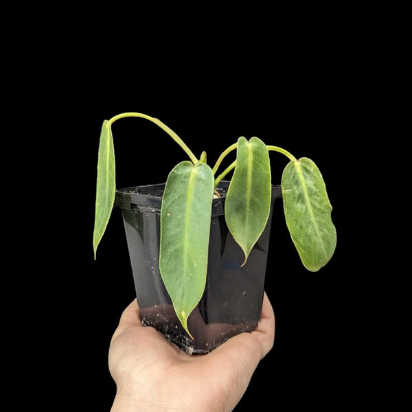 Philodendron Spiritus Sancti