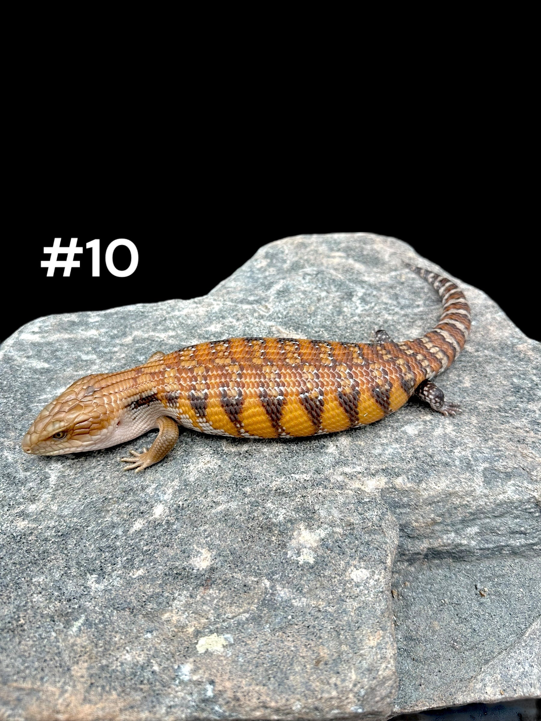 Northern Blue Tongue Skink