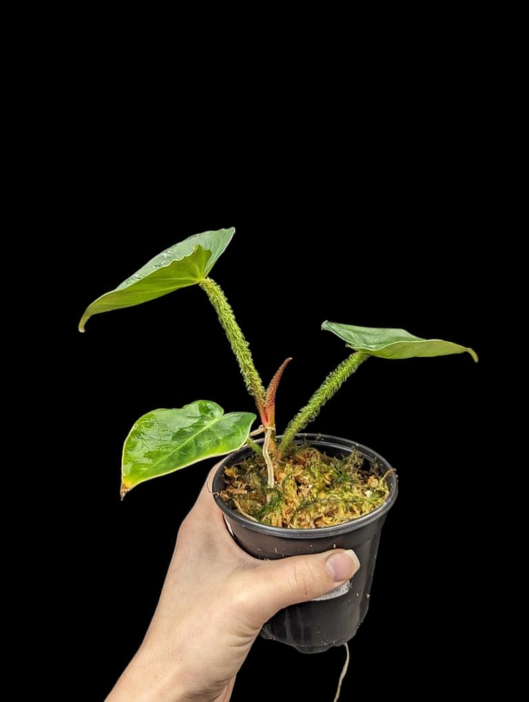 Philodendron fibrosum