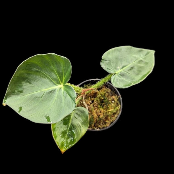 Philodendron fibrosum