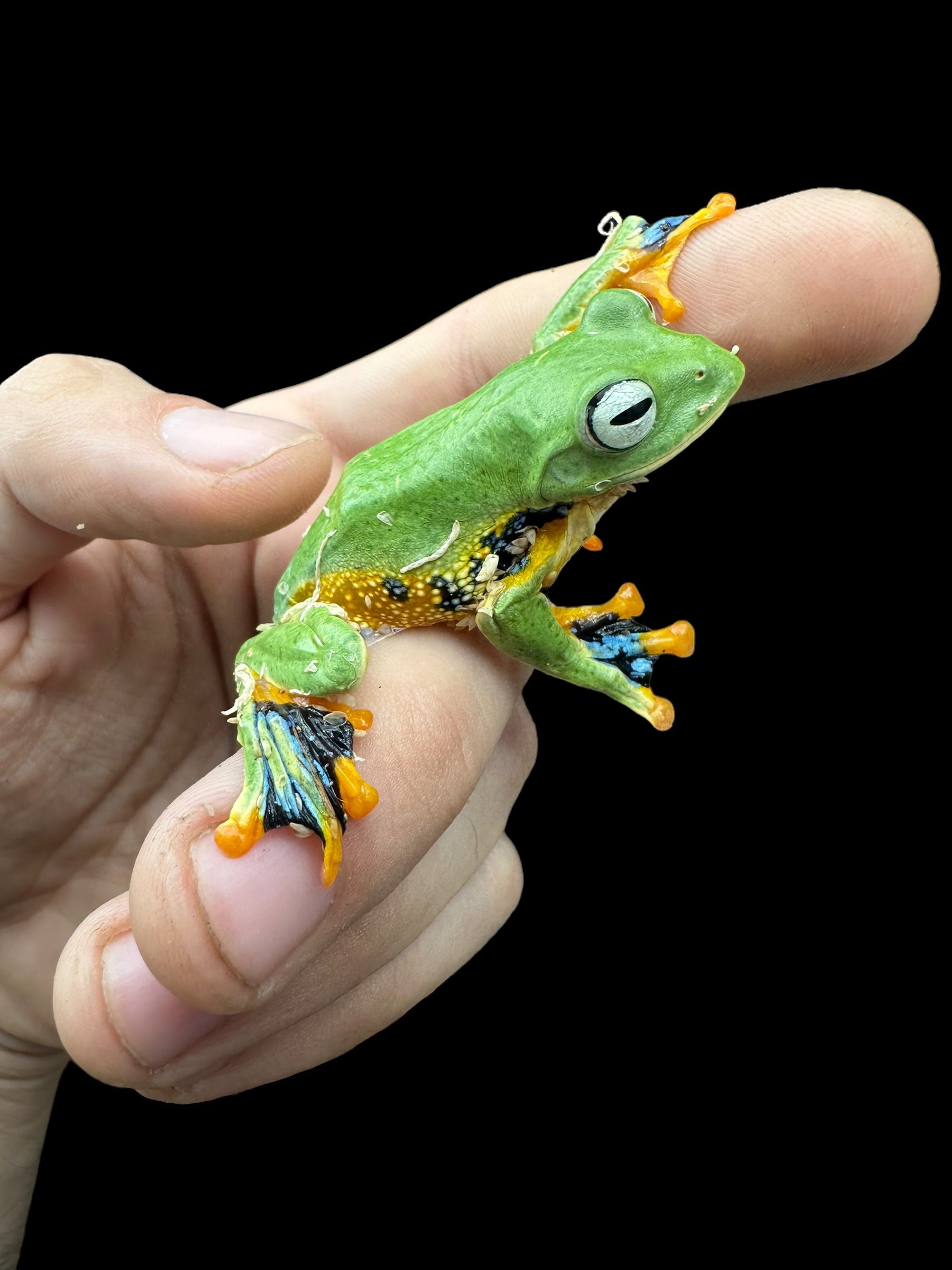 Reinwardt's Flying Frog