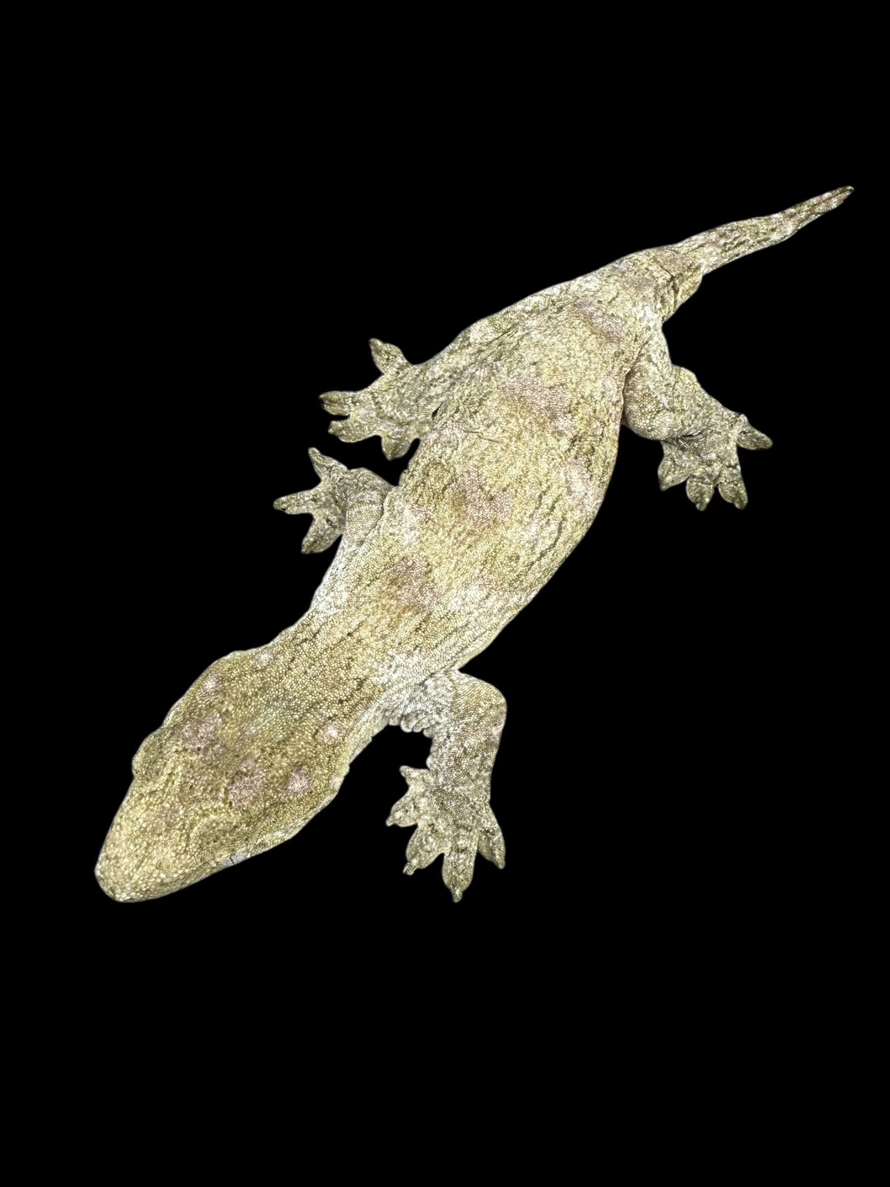 Leachianus Gecko (Nuu Ami)