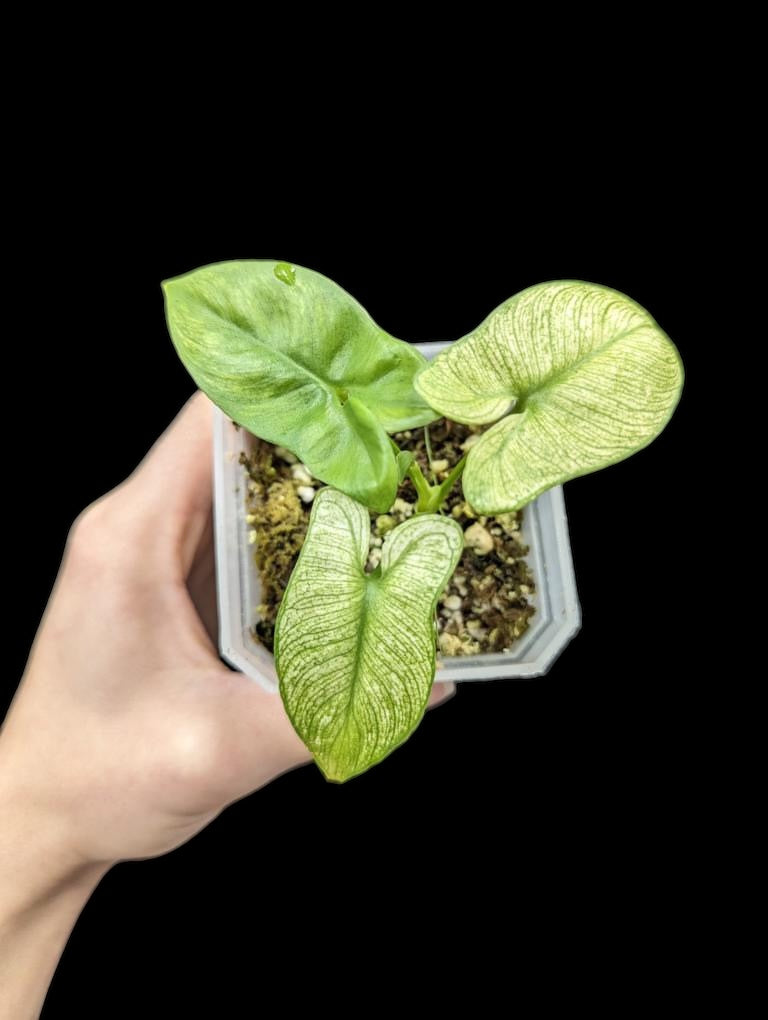 philodendron goeldii variegata Philodendron goeldii variegated