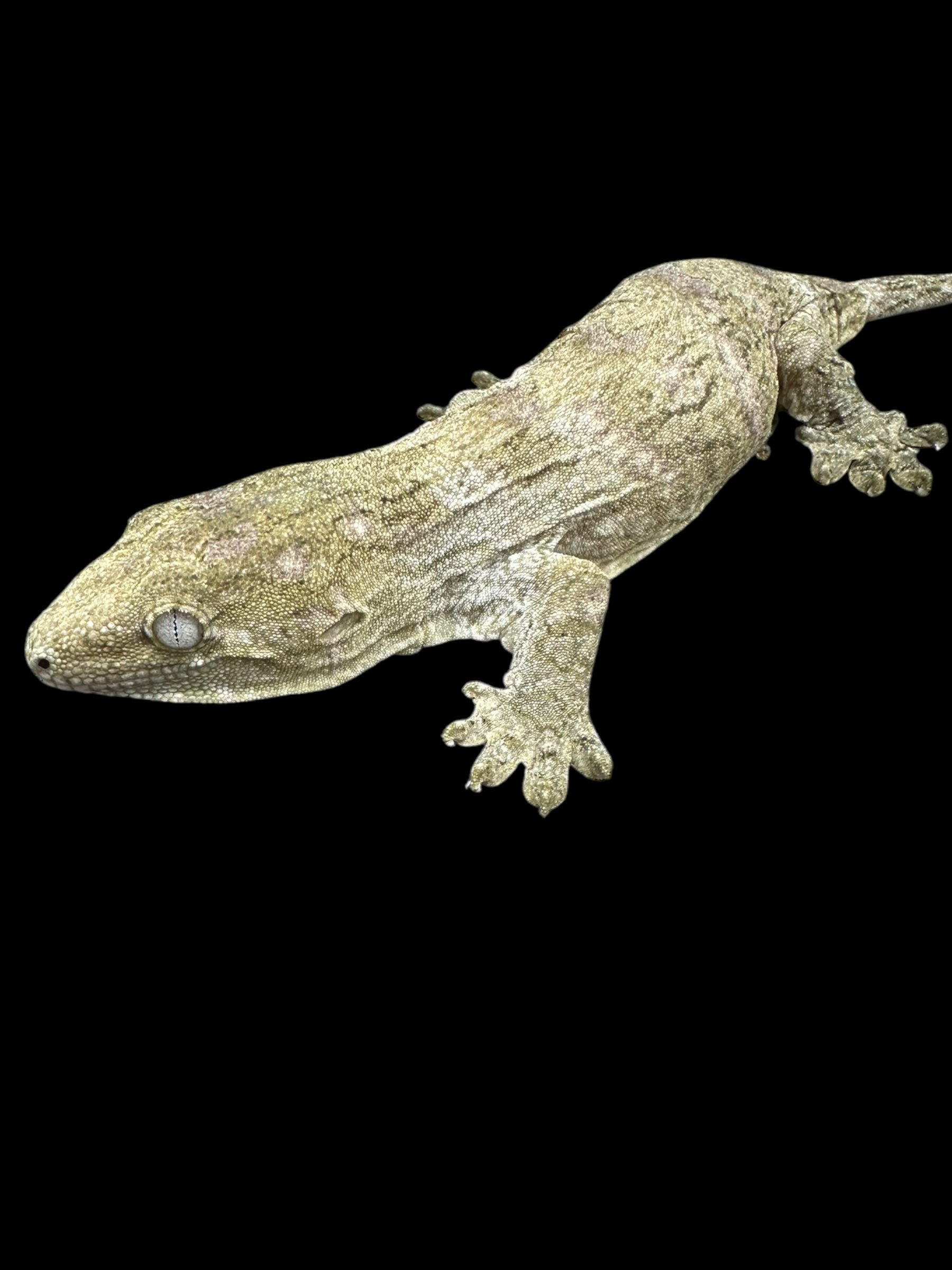 Leachianus Gecko (Nuu Ami)