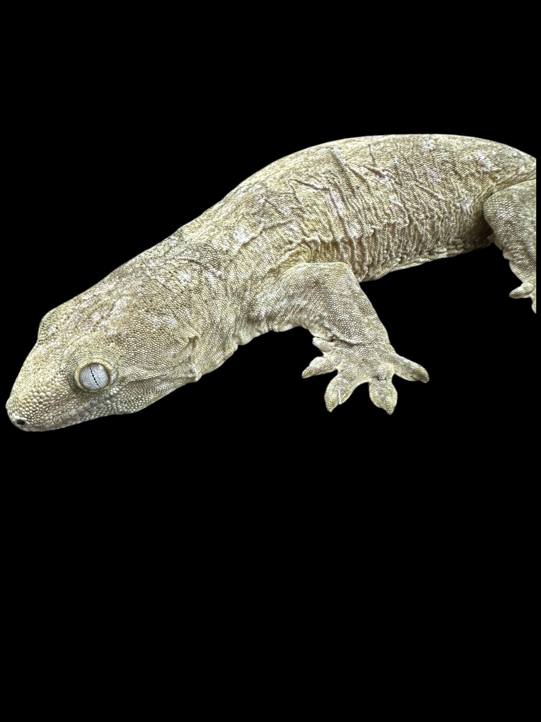 Leachianus Gecko (Pine Island)