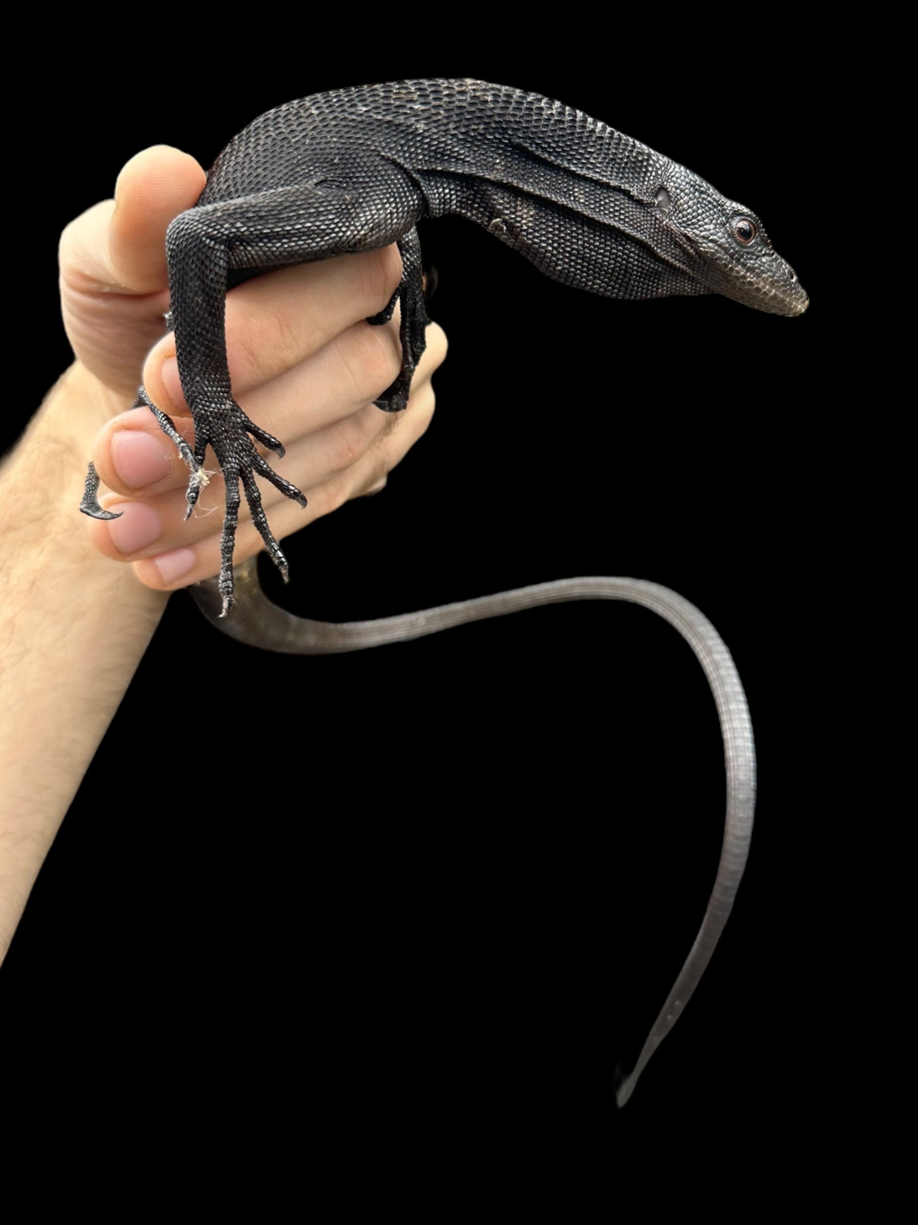Tree Monitor Frame Full Grown Black Tree Monitor Friendly Black Tree Monitor Varanus