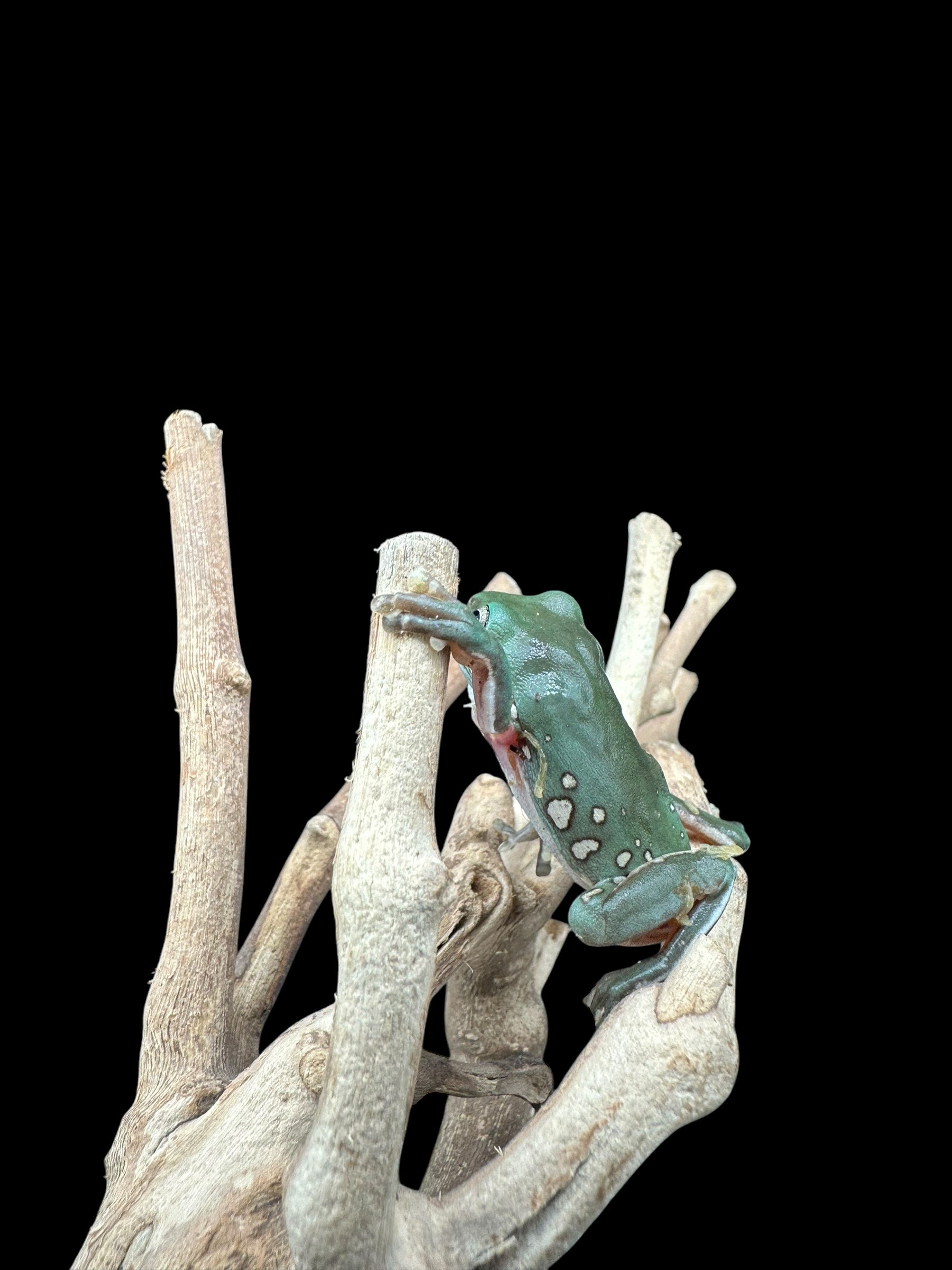 Whites Tree Frog (Snow Flake)