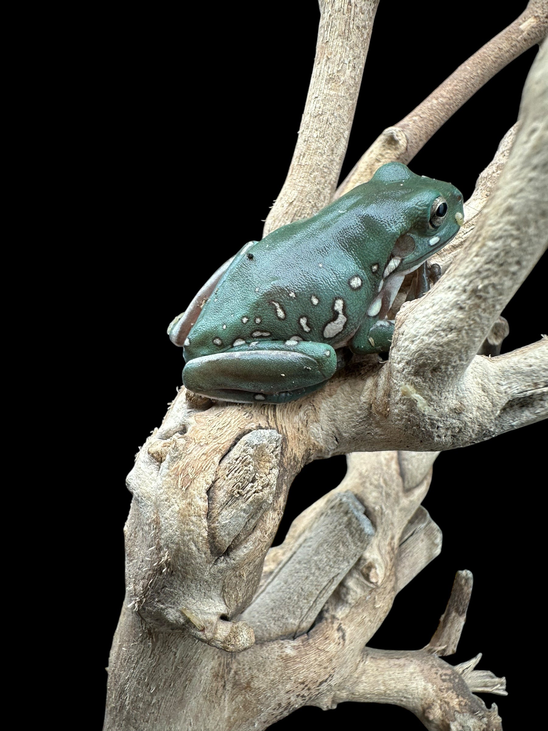 Whites Tree Frog (Snow Flake)