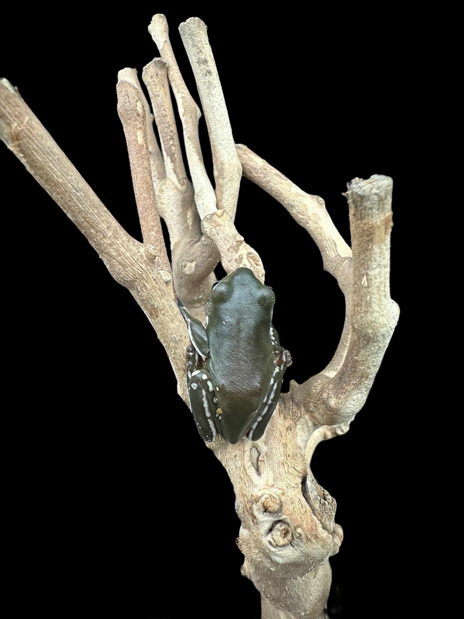 Whites Tree Frog (Snow Flake)