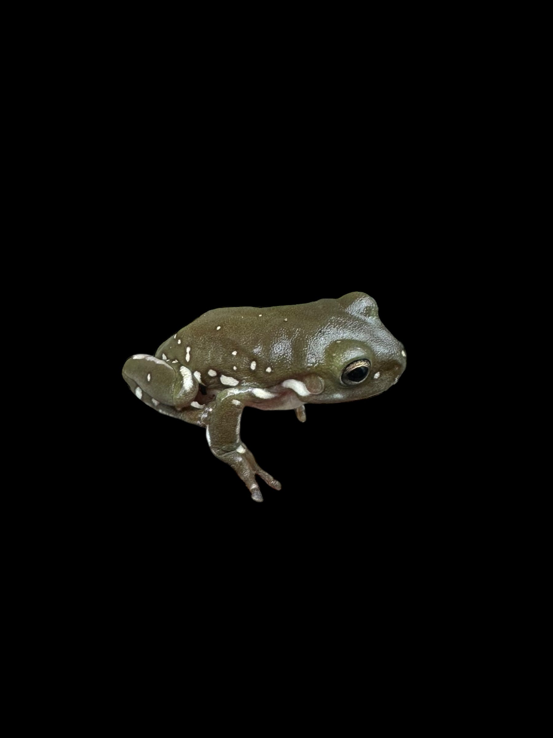 Whites Tree Frog (Snow Flake)