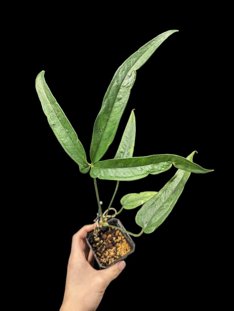 anthurium pentaphyllum Anthurium pentaphyllum