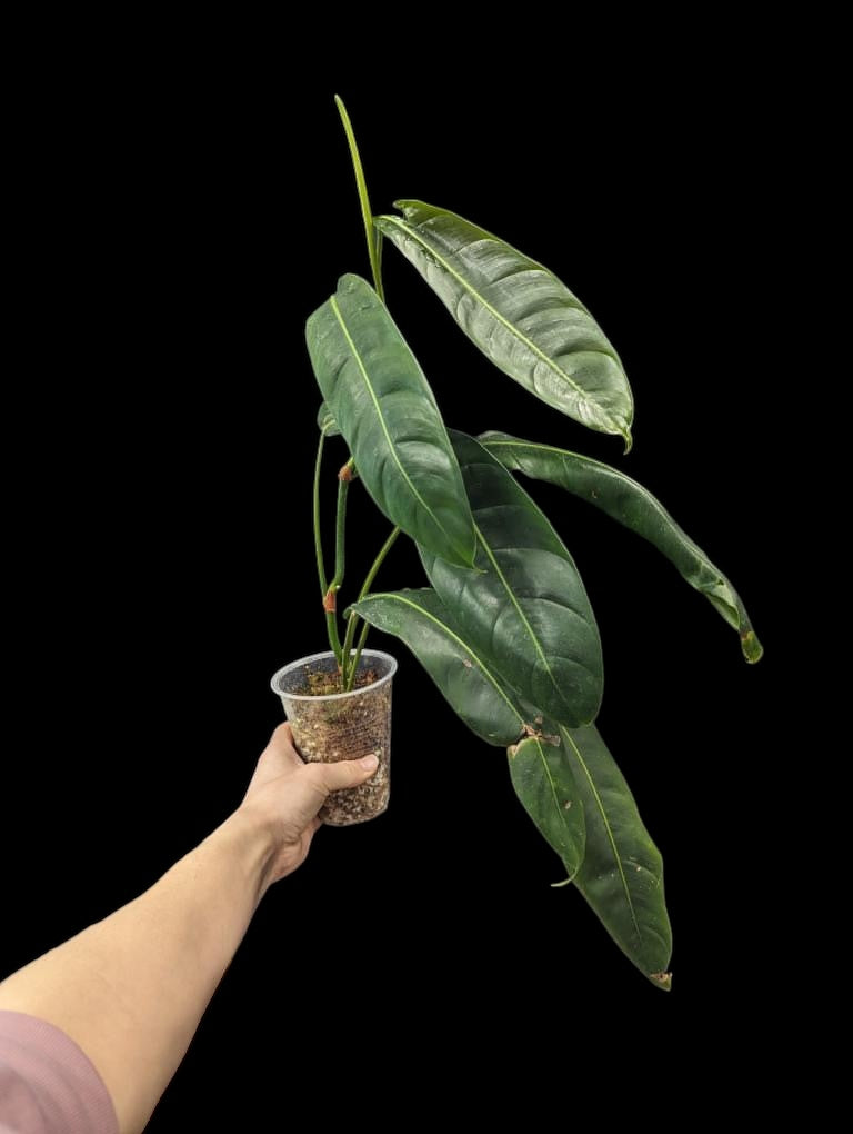 Philodendron patriciae