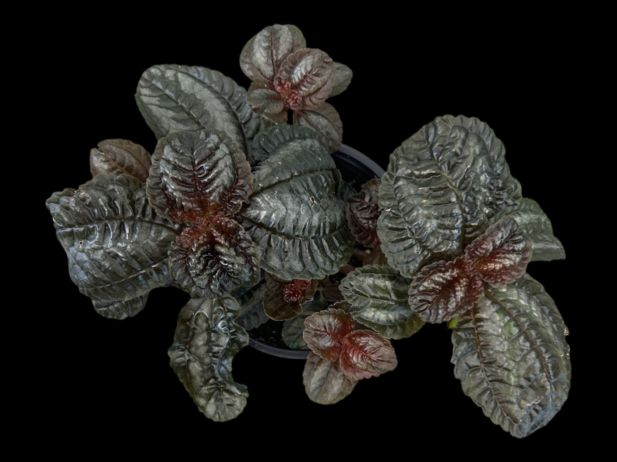 Friendship Plant